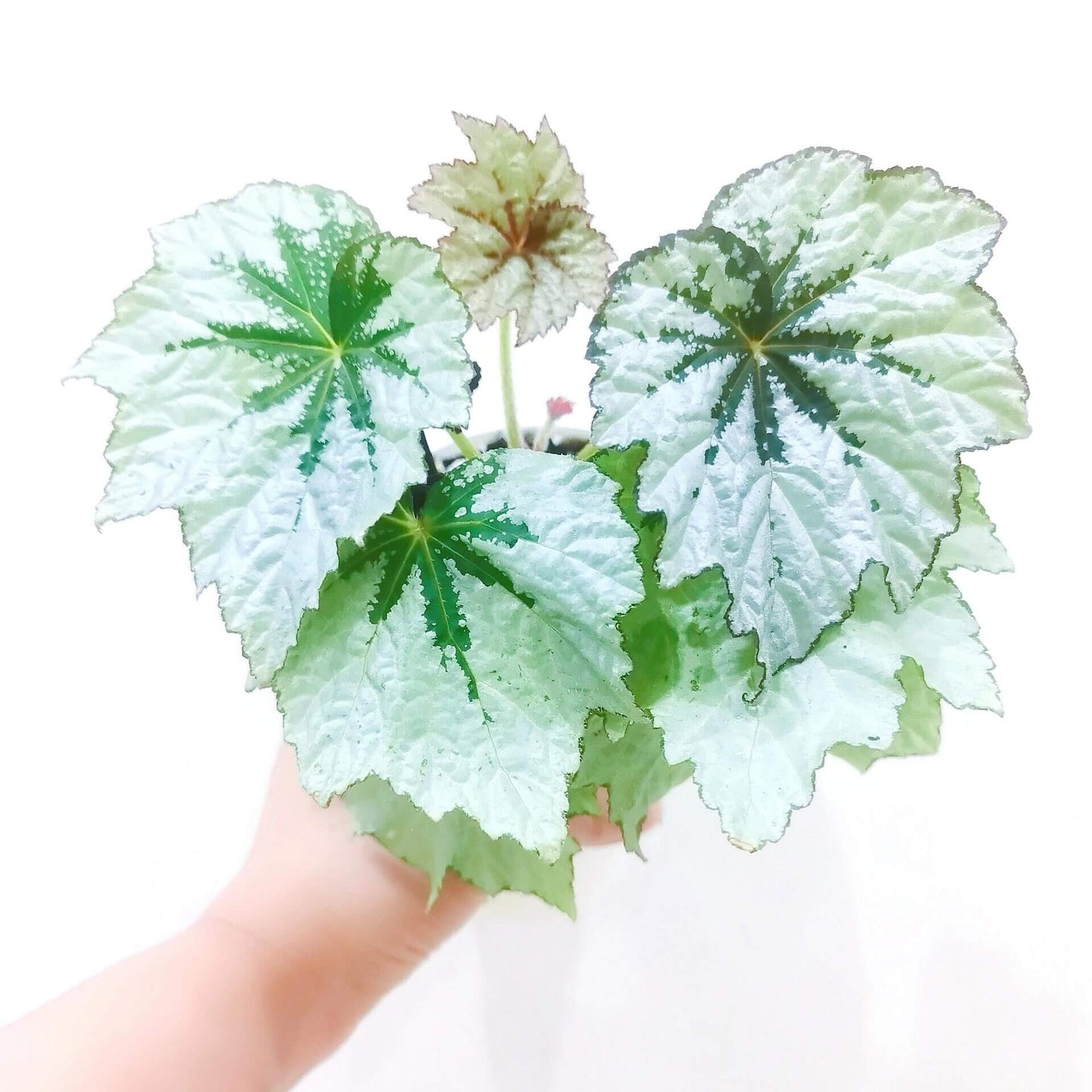 Begonia Holiday Snowflake is a beautiful and unique variety of begonia, known for its striking, snowflake-like pattern on its leaves. This evergreen plant features silvery-white leaves with deep green centers and delicate white edges, creating a frost-like effect that adds charm to any indoor space. With its festive appearance, Begonia Holiday Snowflake is perfect for brightening up your home during the holiday season and beyond.
