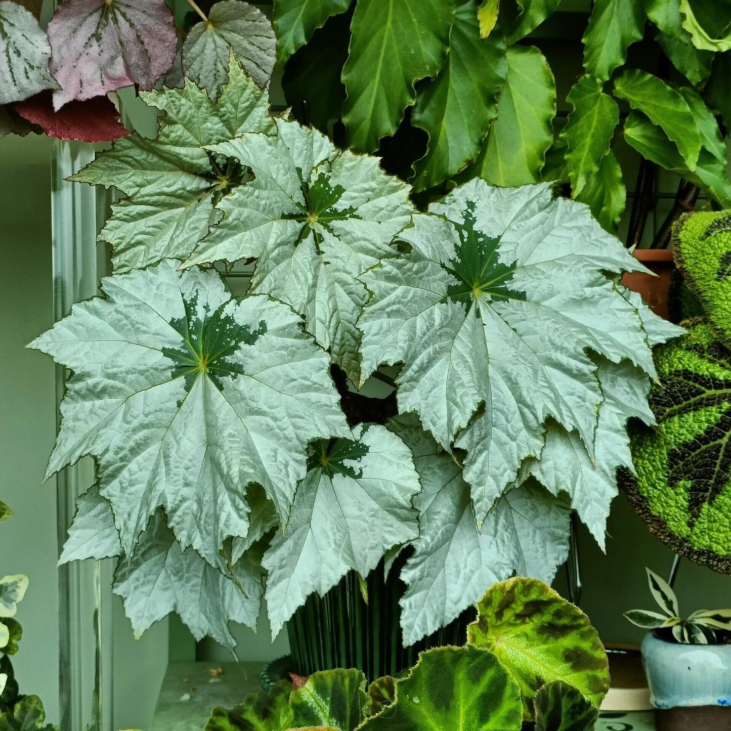 Begonia Holiday Snowflake is a beautiful and unique variety of begonia, known for its striking, snowflake-like pattern on its leaves. This evergreen plant features silvery-white leaves with deep green centers and delicate white edges, creating a frost-like effect that adds charm to any indoor space. With its festive appearance, Begonia Holiday Snowflake is perfect for brightening up your home during the holiday season and beyond.