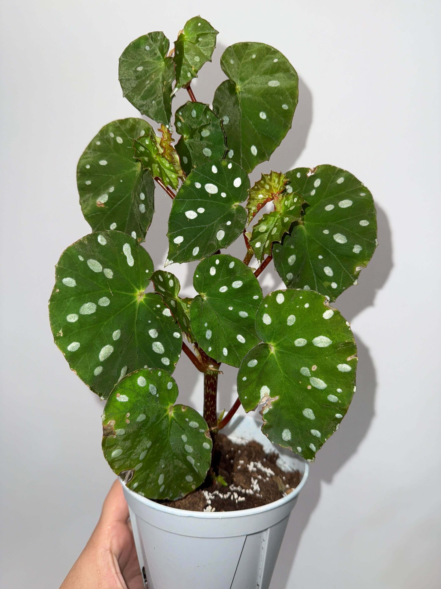 Origin: Native to Malaysia, Begonia jiewhoei thrives in tropical, subtropical environments. Known for its distinct, attractive foliage, this species is perfect for collectors and plant enthusiasts who appreciate unique, ornamental begonias. Features: Leaves: The plant boasts asymmetrical leaves that are a deep green, adorned with striking white or silver oval spots. The leaves also feature a delicate silver edge, enhancing their visual appeal.