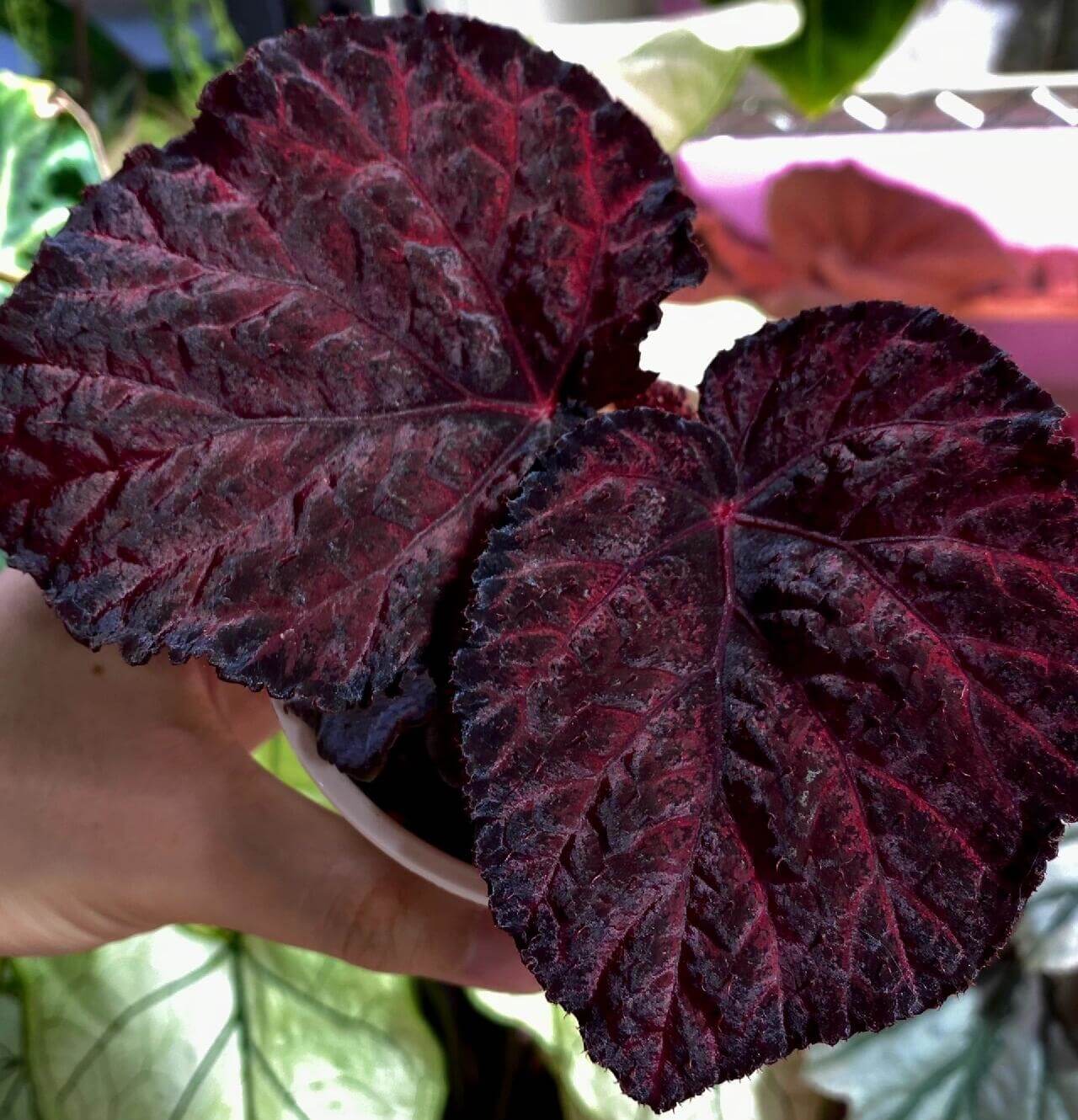 Begonia Knowing is a stunning rex hybrid created by Ukrainian hybridizer Elena Enikeeva in 2020. This begonia features deep, shimmery purple leaves that appear almost black at the margins, giving it a dramatic and elegant appearance. Its striking foliage, combined with its compact growth habit, makes it an ideal choice for adding color and texture to any indoor space.