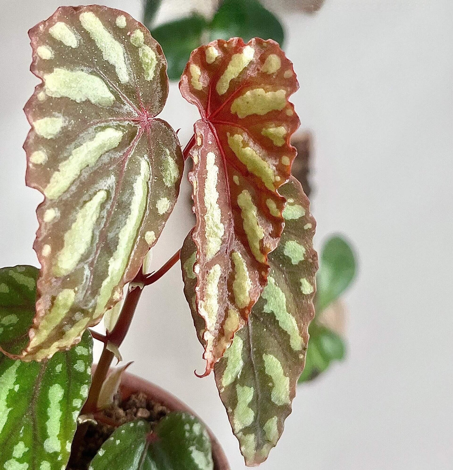 Begonia Layar is a rare and exquisite begonia species native to Borneo, prized for its compact size and stunning foliage. Its deep green to dark emerald leaves are adorned with striking silver or yellow markings and a metallic sheen, while the undersides and petioles often show rich red tones. Ideal for terrariums and humidity-controlled environments, Begonia Layar is best suited for experienced plant enthusiasts who enjoy caring for rare tropical species.