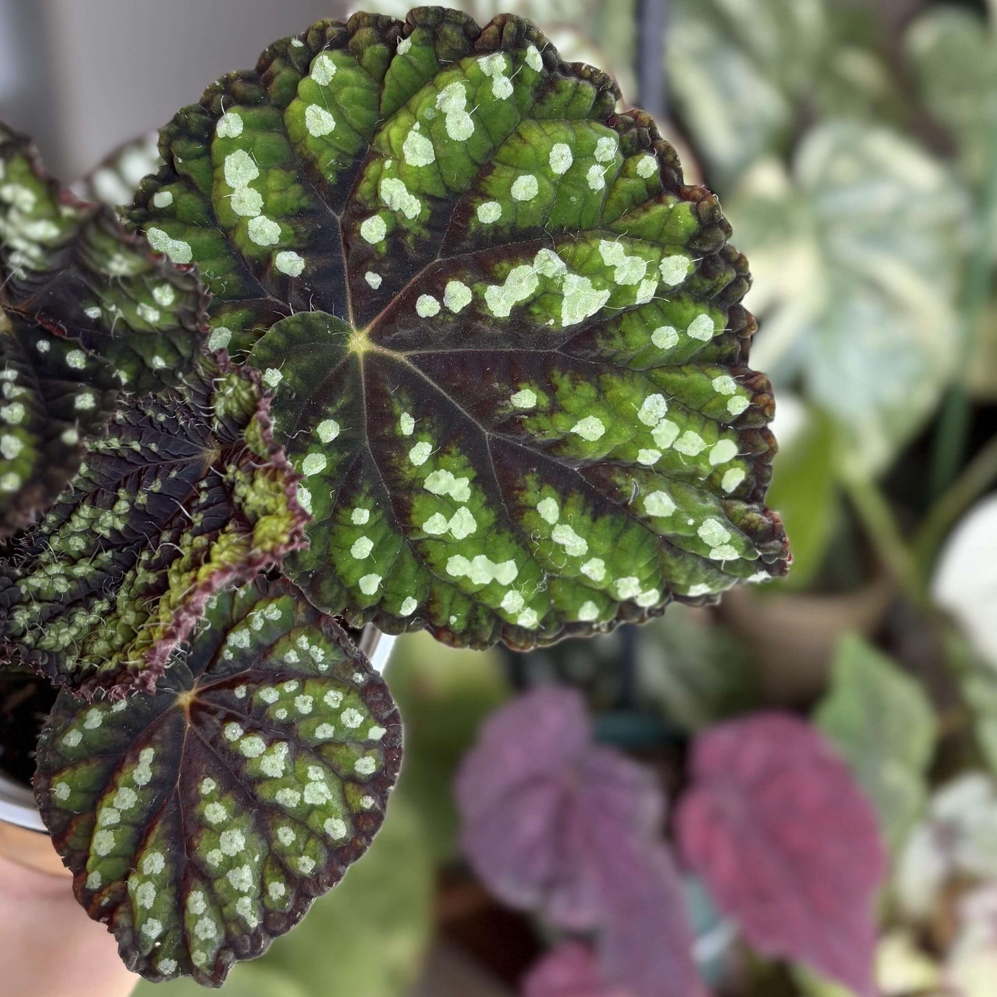 Begonia Little Bead is a decorative-leaf variety introduced by breeders Pavel and Elena Enikeev (Dimetris). It belongs to the Rex group and has a medium-sized growth habit. This begonia is known for its striking green leaves, which are dotted with round, bead-like spots, giving it a unique and eye-catching appearance.