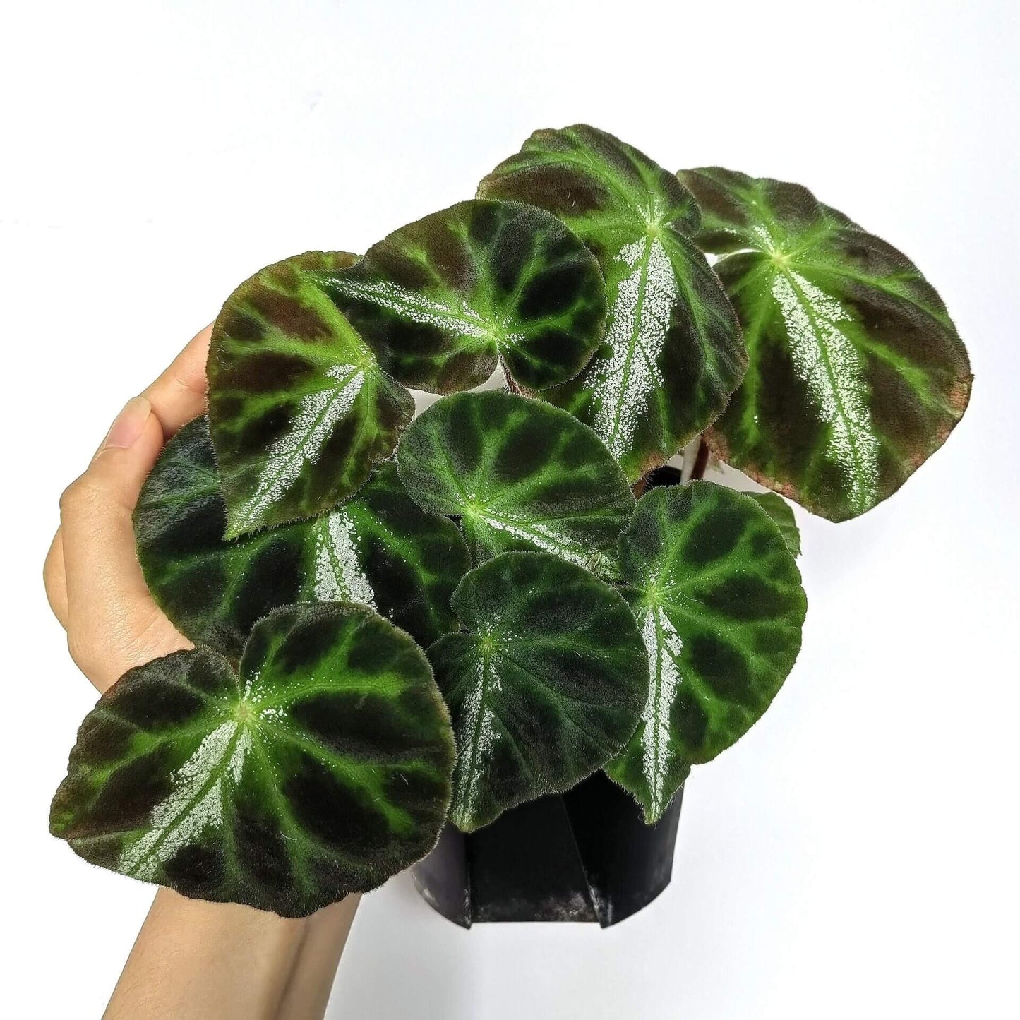 Begonia luochengensis is a stunning begonia species native to the Guangxi region of China. Its leaves are velvety and soft to the touch, with a texture that resembles the adorable ears of a small animal. These leaves are adorned with distinct veins and a plush fuzz, adding to their unique charm. The foliage features bold black patches, while a prominent white vein runs along the central axis from the leaf stalk to the tip, creating a striking contrast.