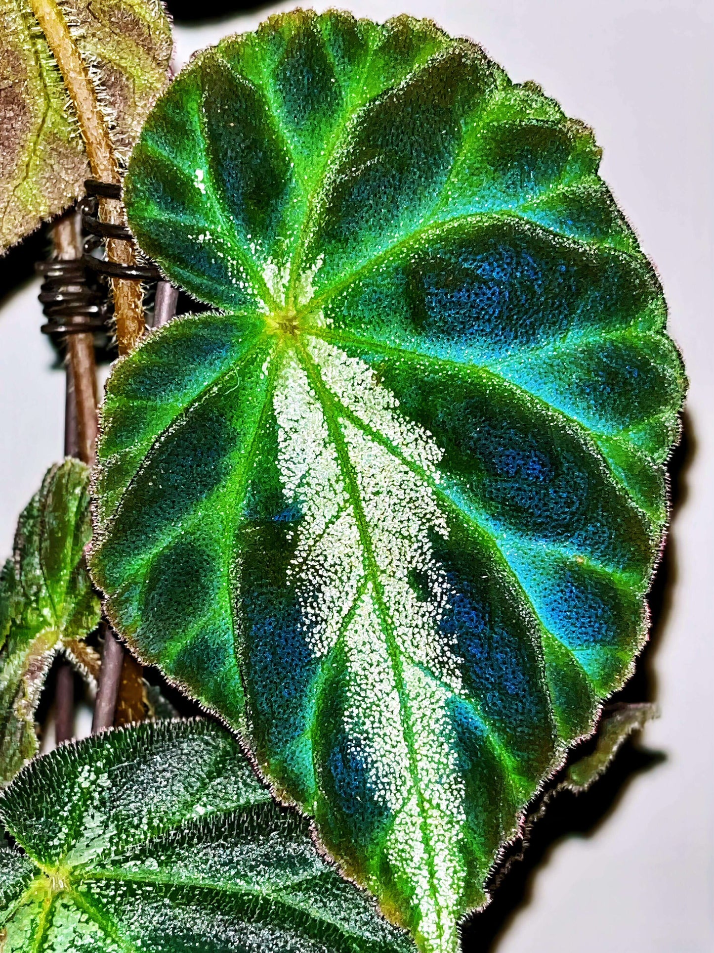 Begonia luochengensis is a stunning begonia species native to the Guangxi region of China. Its leaves are velvety and soft to the touch, with a texture that resembles the adorable ears of a small animal. These leaves are adorned with distinct veins and a plush fuzz, adding to their unique charm. The foliage features bold black patches, while a prominent white vein runs along the central axis from the leaf stalk to the tip, creating a striking contrast.