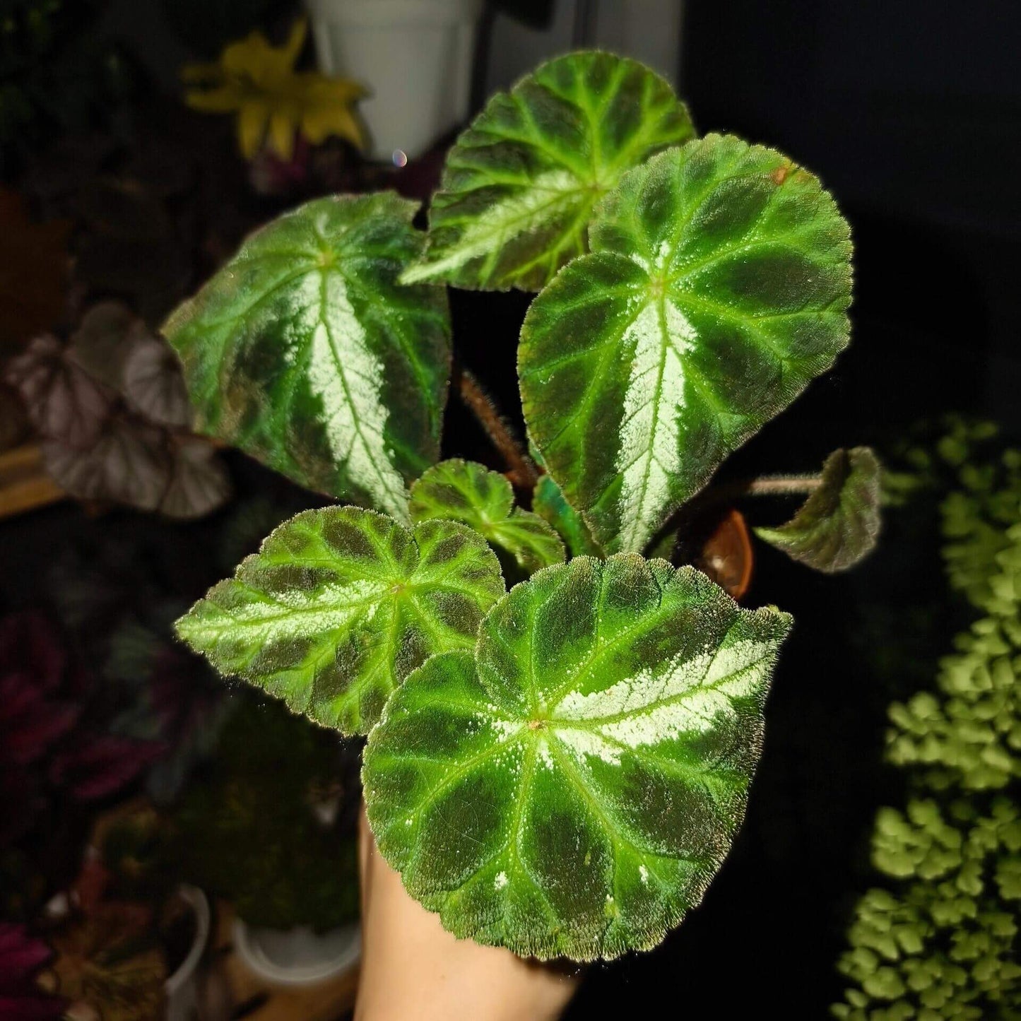 Begonia luochengensis is a stunning begonia species native to the Guangxi region of China. Its leaves are velvety and soft to the touch, with a texture that resembles the adorable ears of a small animal. These leaves are adorned with distinct veins and a plush fuzz, adding to their unique charm. The foliage features bold black patches, while a prominent white vein runs along the central axis from the leaf stalk to the tip, creating a striking contrast.