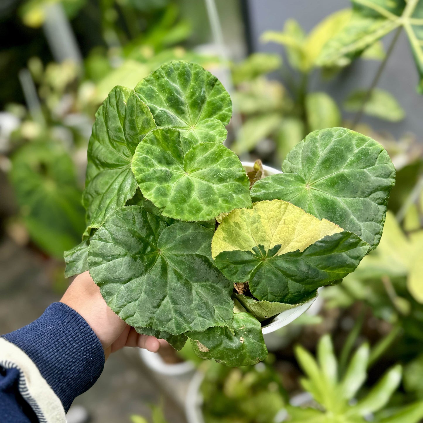 The Begonia Luzhaiensis Green Form stands out compared to the Begonia Luzhaiensis with its entirely green leaves, which are particularly striking. Native to the limestone regions of Guangxi, China, this begonia brings a refreshing touch of greenery to any collection with its unique and smooth, vibrant green leaves.