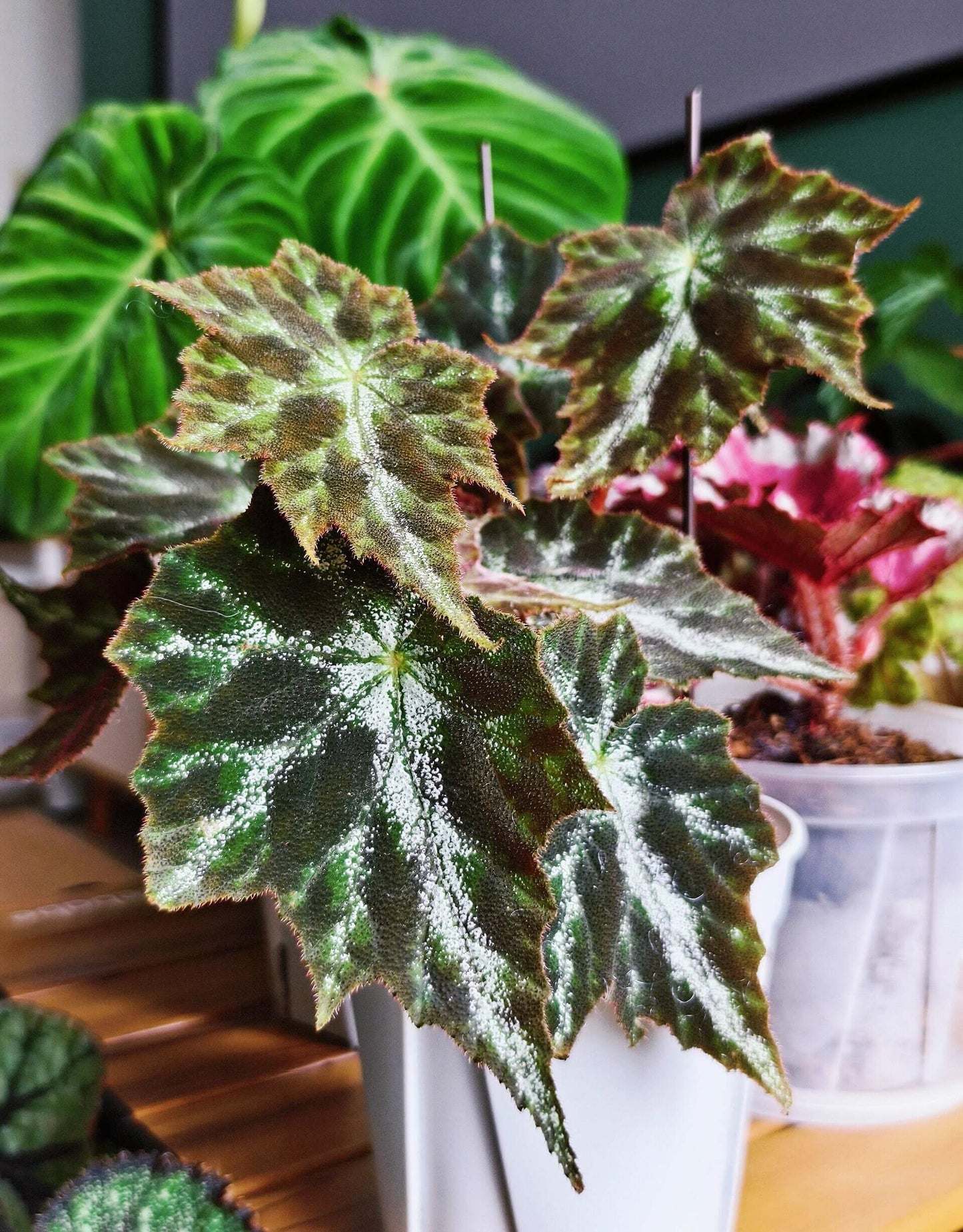 Begonia Luzhaiensis Var has white leaf veins on the upper side of its leaves, distinguishing it from Begonia Luzhaiensis. Native to the limestone regions of Guangxi, China, this begonia brings a refreshing touch of greenery to any collection with its unique and smooth, vibrant green leaves.