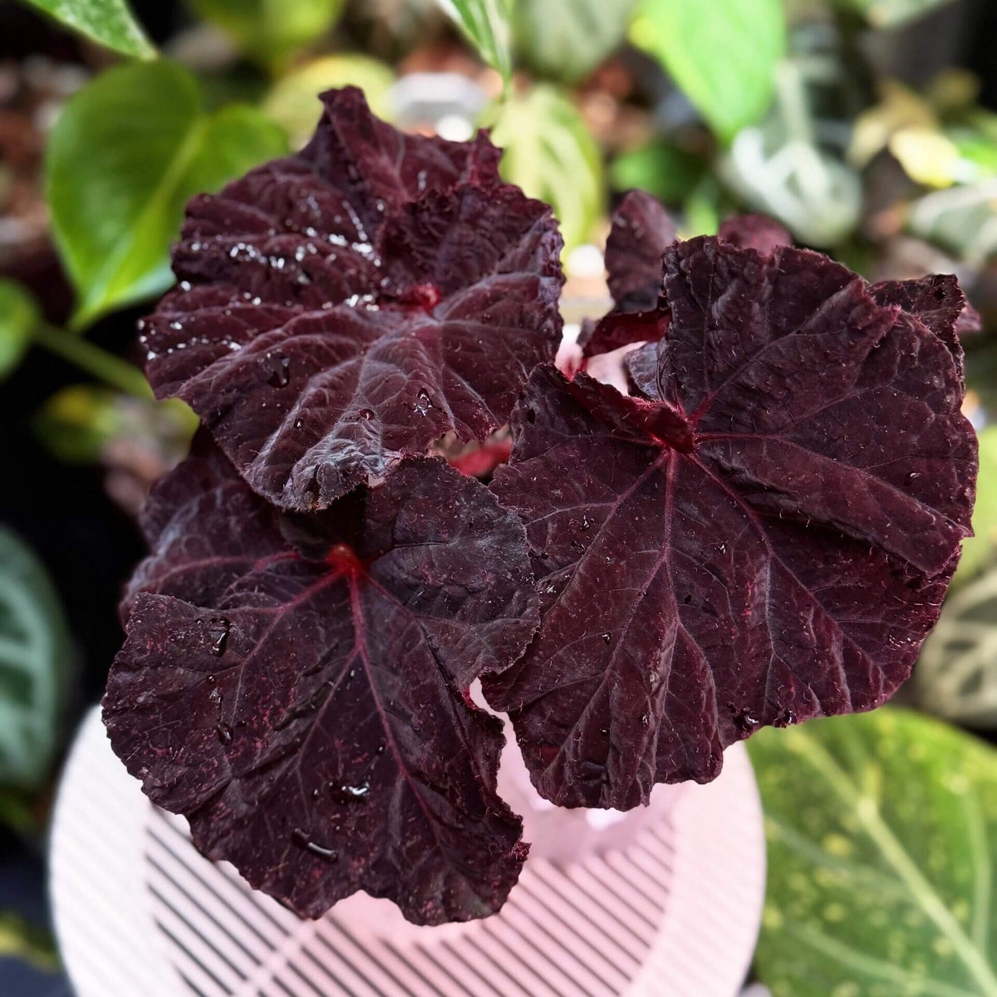 Begonia Lyric is a stunning hybrid begonia from Ukraine, known for its striking deep chocolate-colored leaves. Ideal for both beginner and experienced plant enthusiasts, Begonia Lyric thrives in indoor environments and adds a touch of beauty to any room or office.