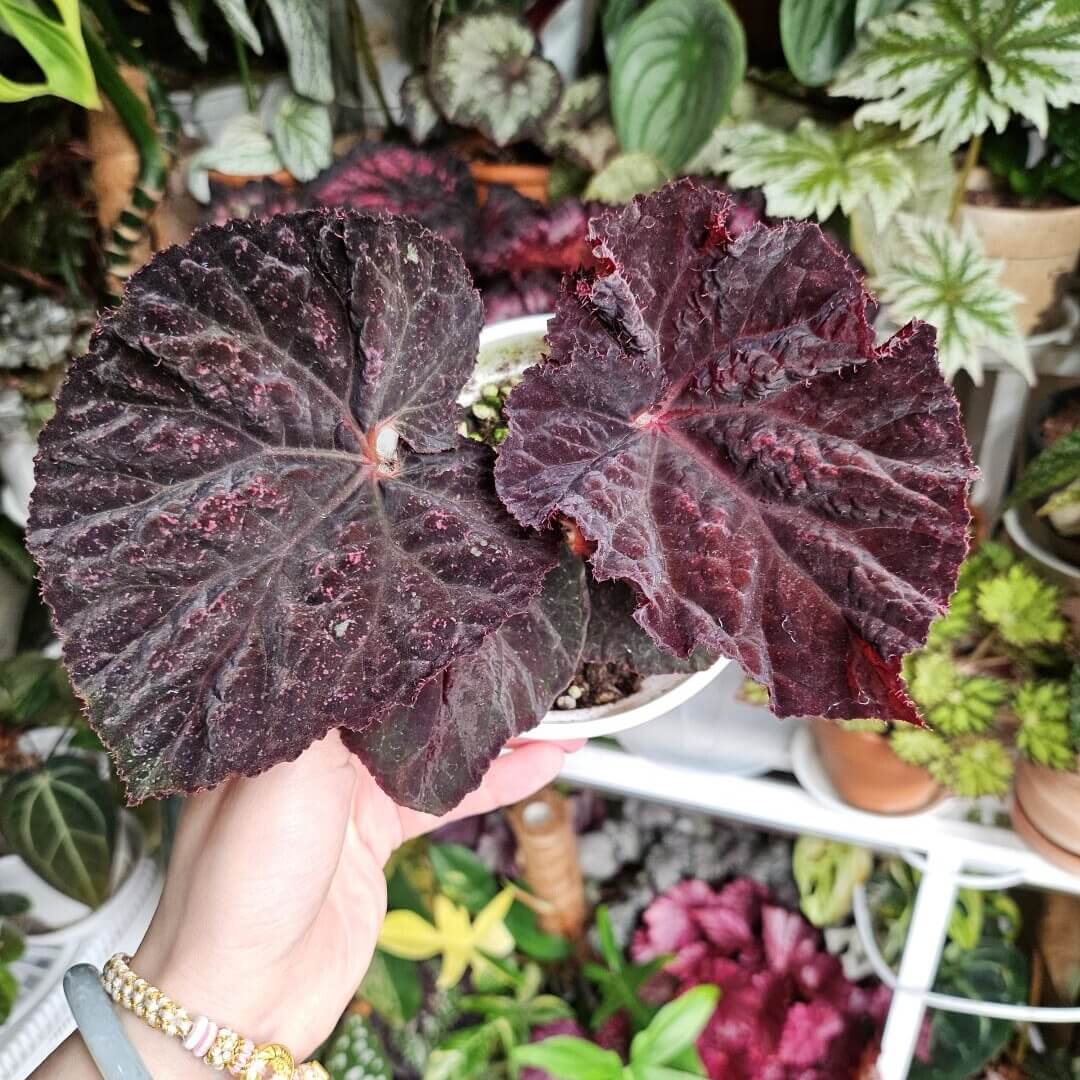 Begonia Lyric is a stunning hybrid begonia from Ukraine, known for its striking deep chocolate-colored leaves. Ideal for both beginner and experienced plant enthusiasts, Begonia Lyric thrives in indoor environments and adds a touch of beauty to any room or office.