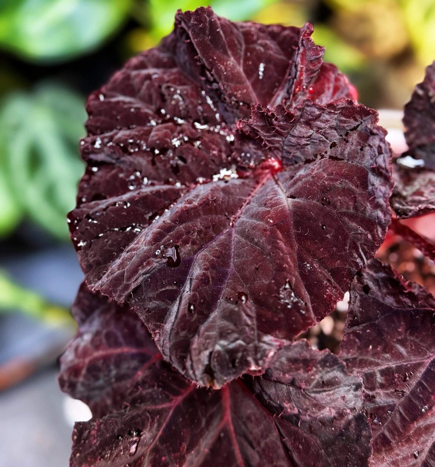 Begonia Lyric is a stunning hybrid begonia from Ukraine, known for its striking deep chocolate-colored leaves. Ideal for both beginner and experienced plant enthusiasts, Begonia Lyric thrives in indoor environments and adds a touch of beauty to any room or office.
