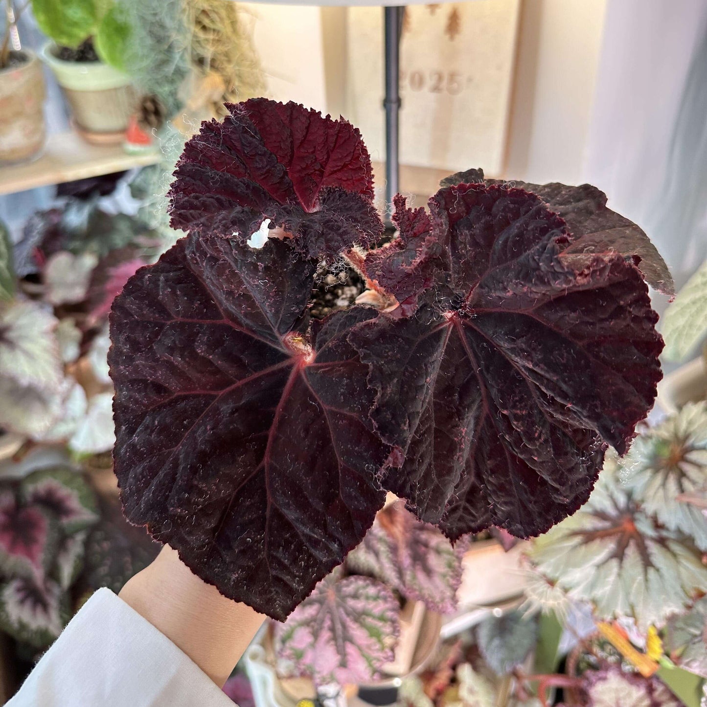 Begonia Lyric is a stunning hybrid begonia from Ukraine, known for its striking deep chocolate-colored leaves. Ideal for both beginner and experienced plant enthusiasts, Begonia Lyric thrives in indoor environments and adds a touch of beauty to any room or office.
