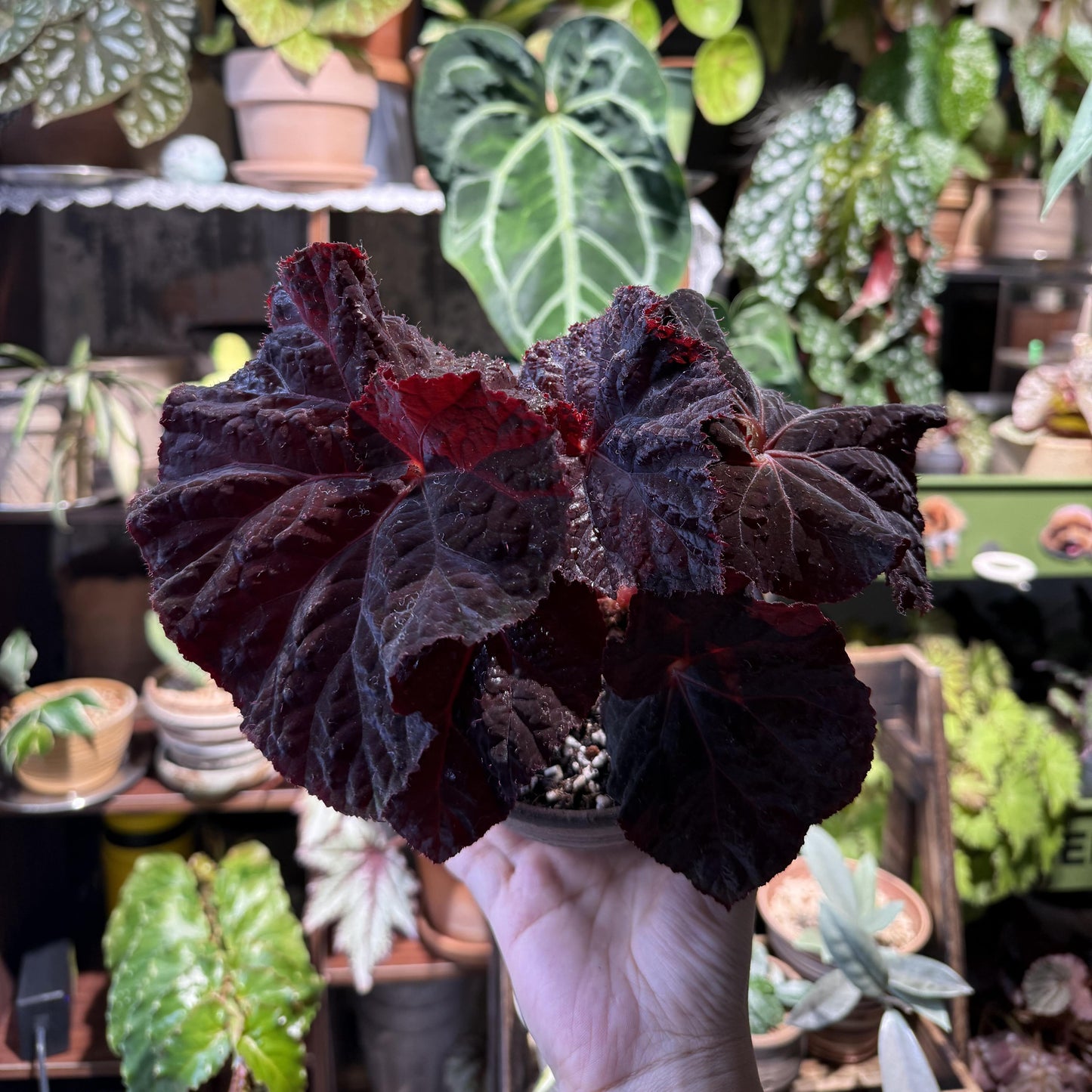 Begonia Lyric is a stunning hybrid begonia from Ukraine, known for its striking deep chocolate-colored leaves. Ideal for both beginner and experienced plant enthusiasts, Begonia Lyric thrives in indoor environments and adds a touch of beauty to any room or office.