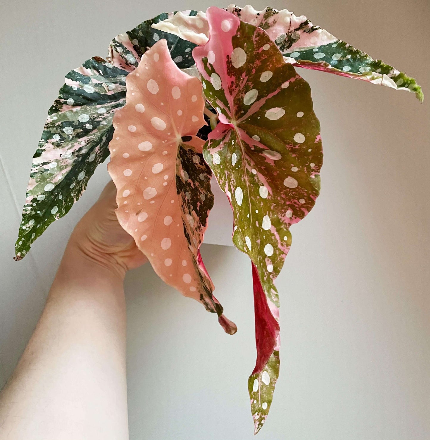 This rare and captivating cultivar of the polka dot begonia features heart-shaped leaves adorned with pink variegation and white spots, creating a stunning contrast against its green backdrop. It's a sought-after addition for collectors and plant enthusiasts alike.
