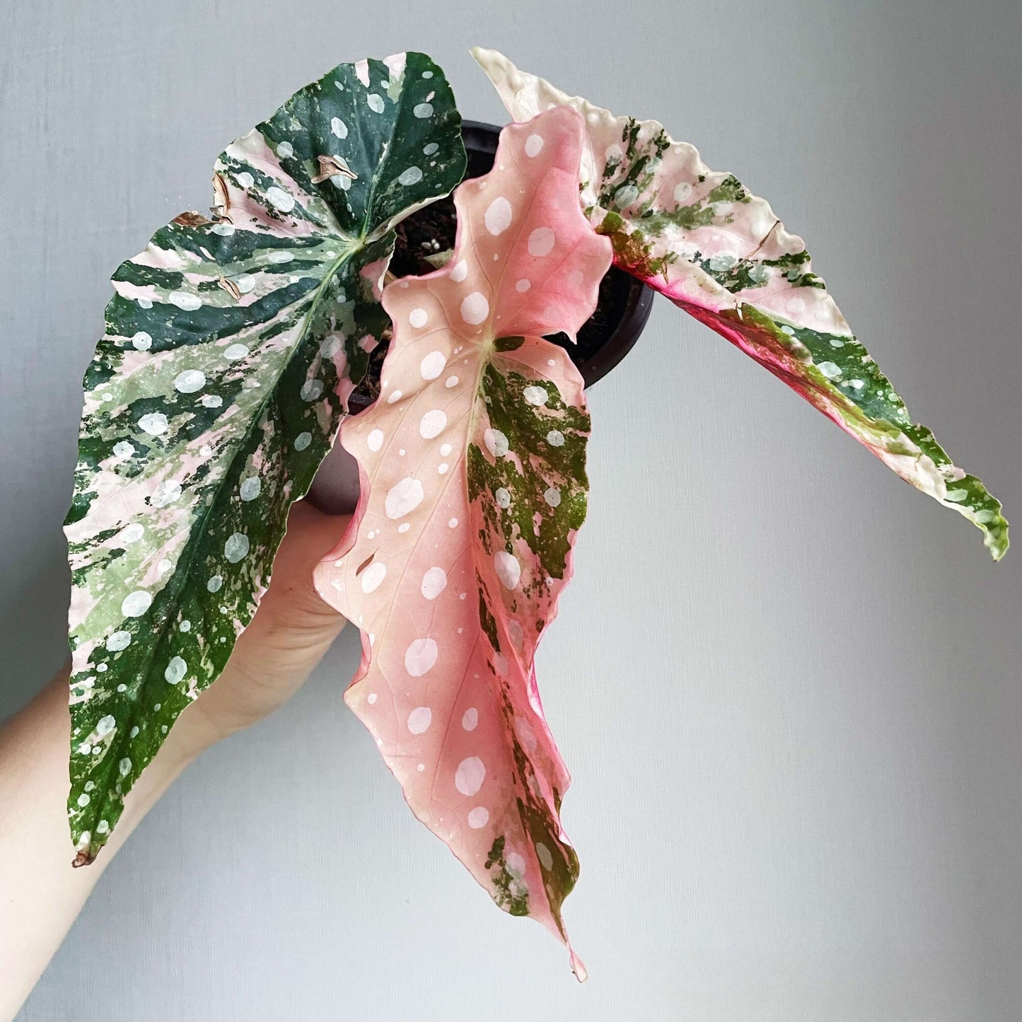 This rare and captivating cultivar of the polka dot begonia features heart-shaped leaves adorned with pink variegation and white spots, creating a stunning contrast against its green backdrop. It's a sought-after addition for collectors and plant enthusiasts alike.