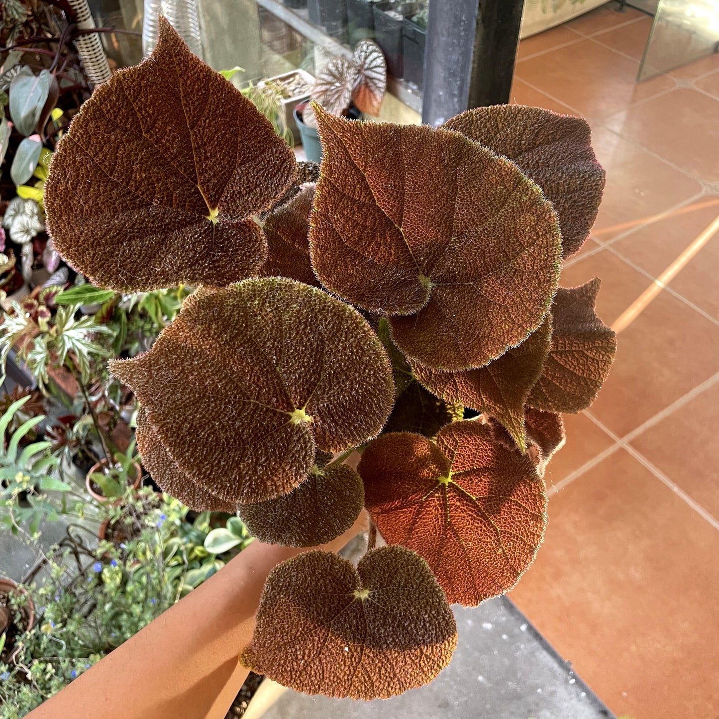 Begonia masoniana 'River' is an extraordinary variety of begonia known for its unique, river-like leaf patterns. With bright green foliage featuring deep chocolate markings and serrated edges, this begonia stands out with its distinctive texture and color. Native to China and Vietnam, Begonia masoniana 'River' thrives in humid environments and is perfect for both beginners and seasoned plant enthusiasts looking to add a touch of nature’s artistry to their collection.