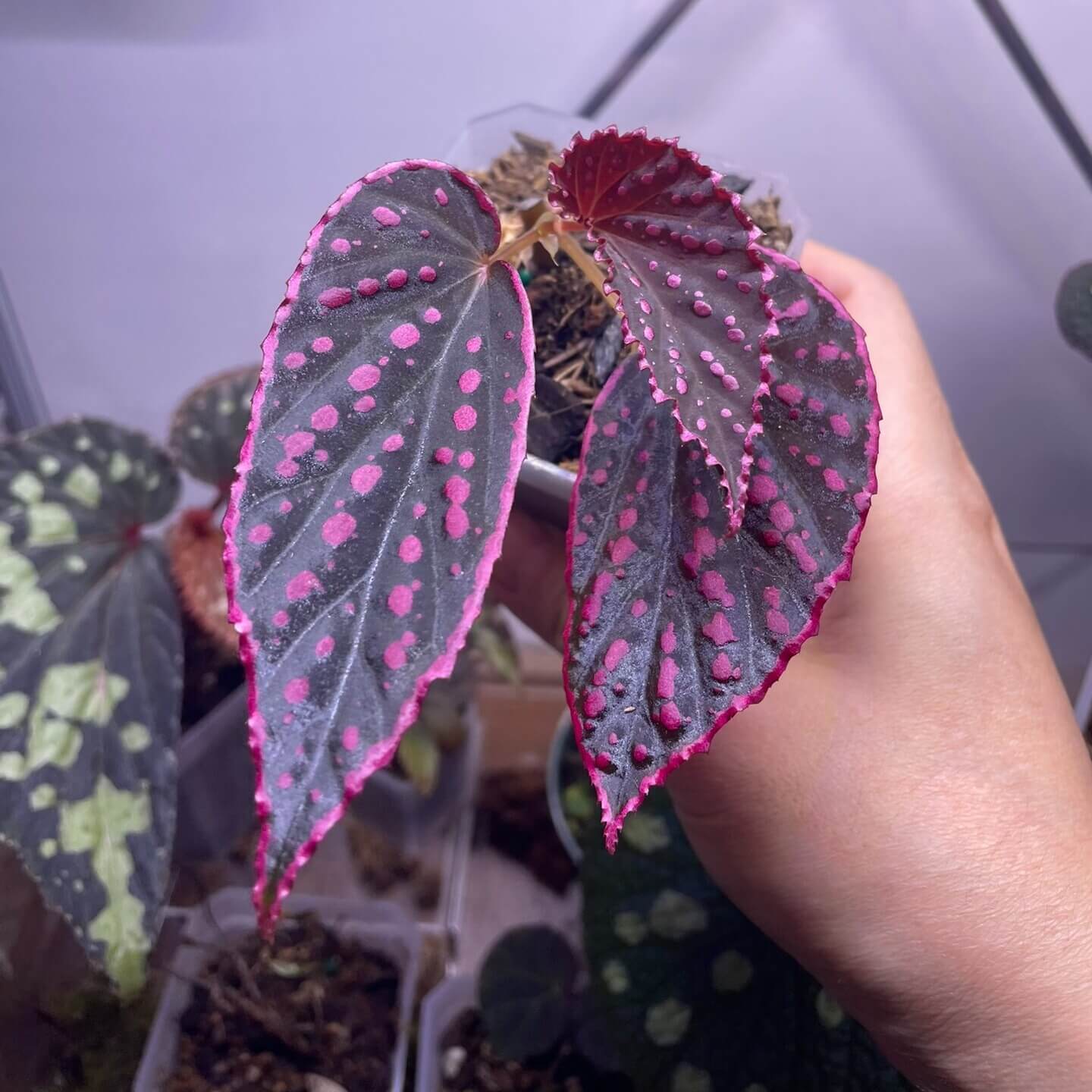 Begonia Medusa is a captivating hybrid begonia prized for its dramatic, dark foliage. The leaves show deep green to near-black tones, scattered with vivid pink spots and outlined by striking magenta margins. Strong veining and a matte surface give the plant a bold, sculptural appearance, while the high-contrast coloration evokes the mystique and elegance of Medusa herself.