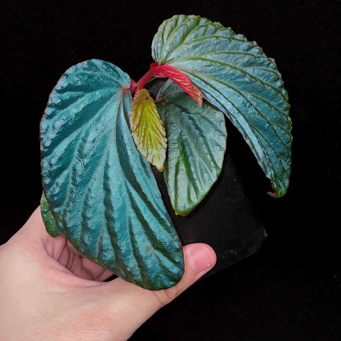 Begonia metallicolor is a captivating and visually striking species native to Borneo, Malaysia. Known for its iridescent foliage, it showcases hues of blue, teal, green, and purple, making it a unique and prized addition to any plant collection. With its metallic sheen and deeply corrugated leaves, this begonia adds texture and elegance to your indoor garden. Begonia metallicolor thrives in high-humidity environments, making it ideal for terrariums, glass domes, or greenhouses where it can truly flourish.
