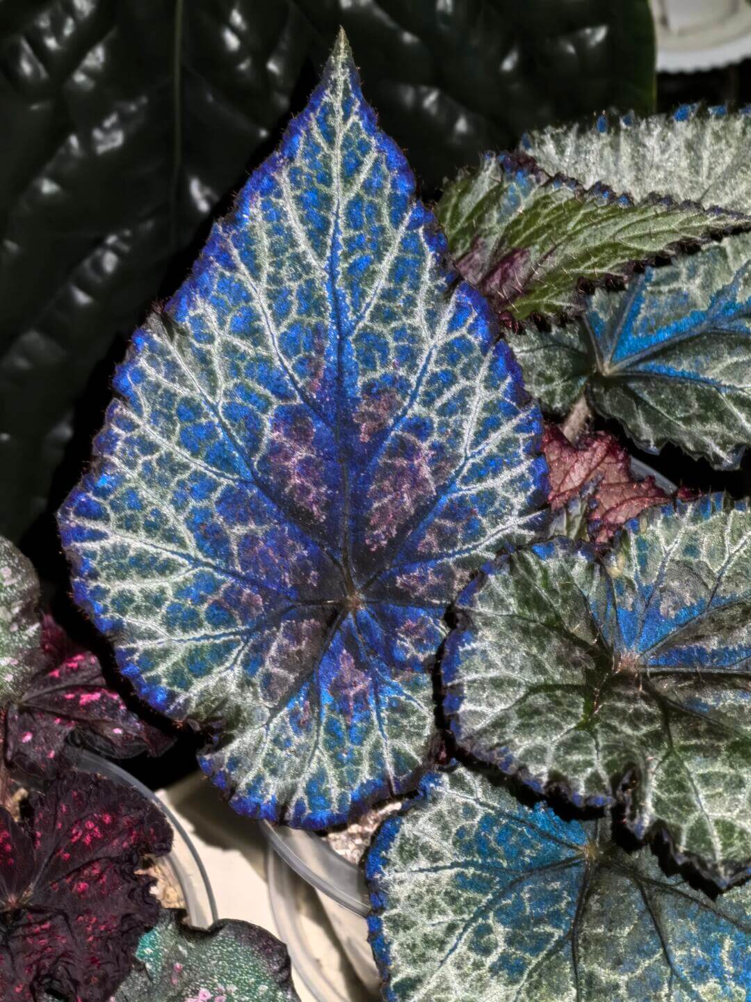 Begonia 'Miss Louisiana' is a striking rex begonia that features beautiful silver and olive-green patterned leaves with a unique red dot at the petiole attachment. This plant is a compact and low-maintenance variety that thrives in indoor spaces. Its distinctive foliage, coupled with its easy-care nature, makes it an excellent addition to any plant lover's collection.
