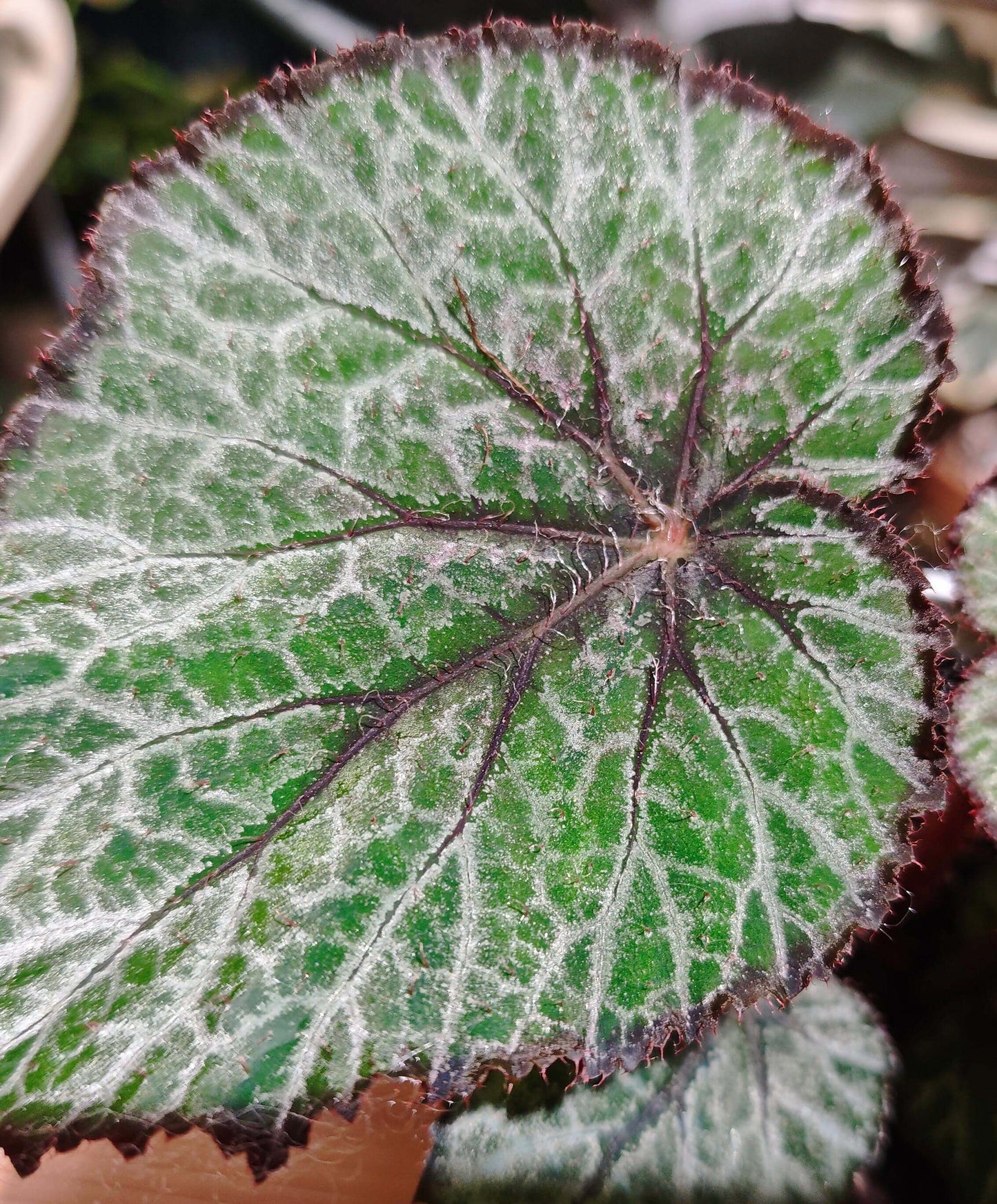 Begonia 'Miss Louisiana' is a striking rex begonia that features beautiful silver and olive-green patterned leaves with a unique red dot at the petiole attachment. This plant is a compact and low-maintenance variety that thrives in indoor spaces. Its distinctive foliage, coupled with its easy-care nature, makes it an excellent addition to any plant lover's collection.