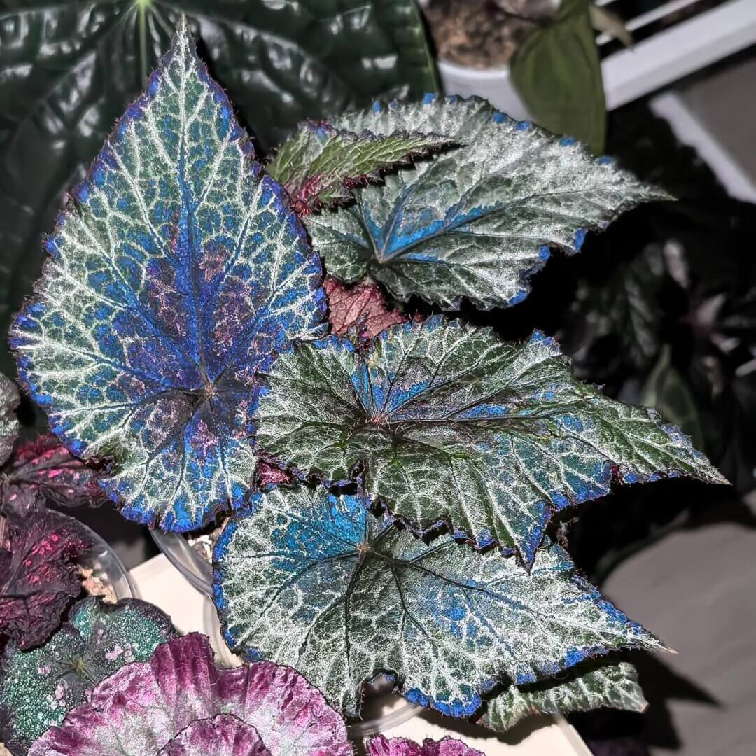 Begonia 'Miss Louisiana' is a striking rex begonia that features beautiful silver and olive-green patterned leaves with a unique red dot at the petiole attachment. This plant is a compact and low-maintenance variety that thrives in indoor spaces. Its distinctive foliage, coupled with its easy-care nature, makes it an excellent addition to any plant lover's collection.