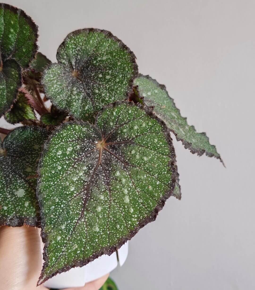 Begonia Morning Dew is a stunning begonia variety with vibrant green leaves covered in delicate silver-white spots that resemble tiny pearls. The beautiful silver speckles add an exquisite touch to the plant, giving it an elegant, dew-like appearance. The edges of the leaves are marked with a rich brown or purple hue, which creates a striking contrast with the green and enhances the plant’s visual appeal.