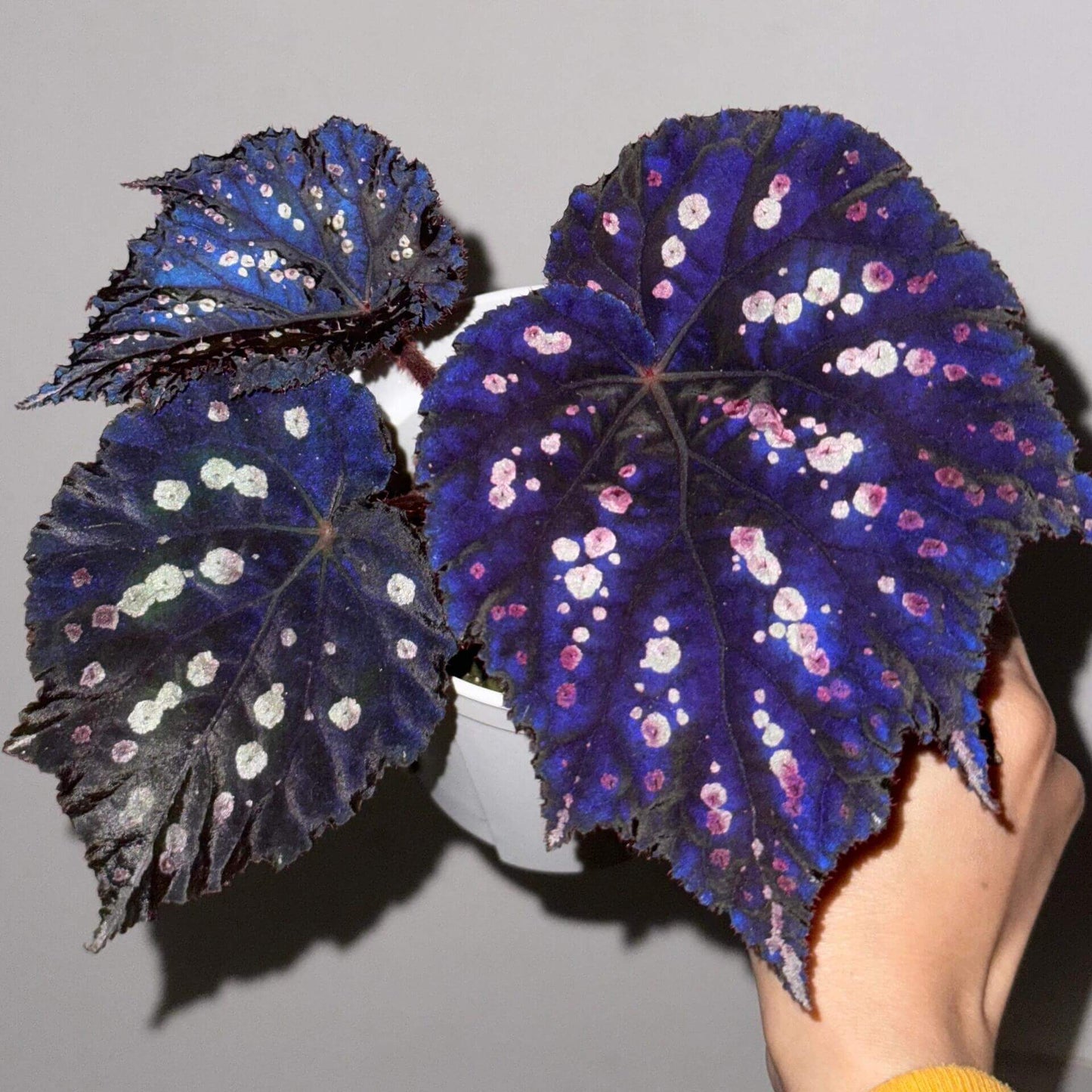 Begonia Mr. Garden is a captivating variety known for its dramatic and colorful foliage. The leaves feature a deep purple to dark green background, adorned with vibrant splotches in shades of pink, white, green, and blue. These markings give the leaves a speckled, almost painted appearance, creating a unique and eye-catching pattern. The edges are slightly serrated, and the leaves are rounded with prominent veins, adding to the plant’s ornamental beauty.
