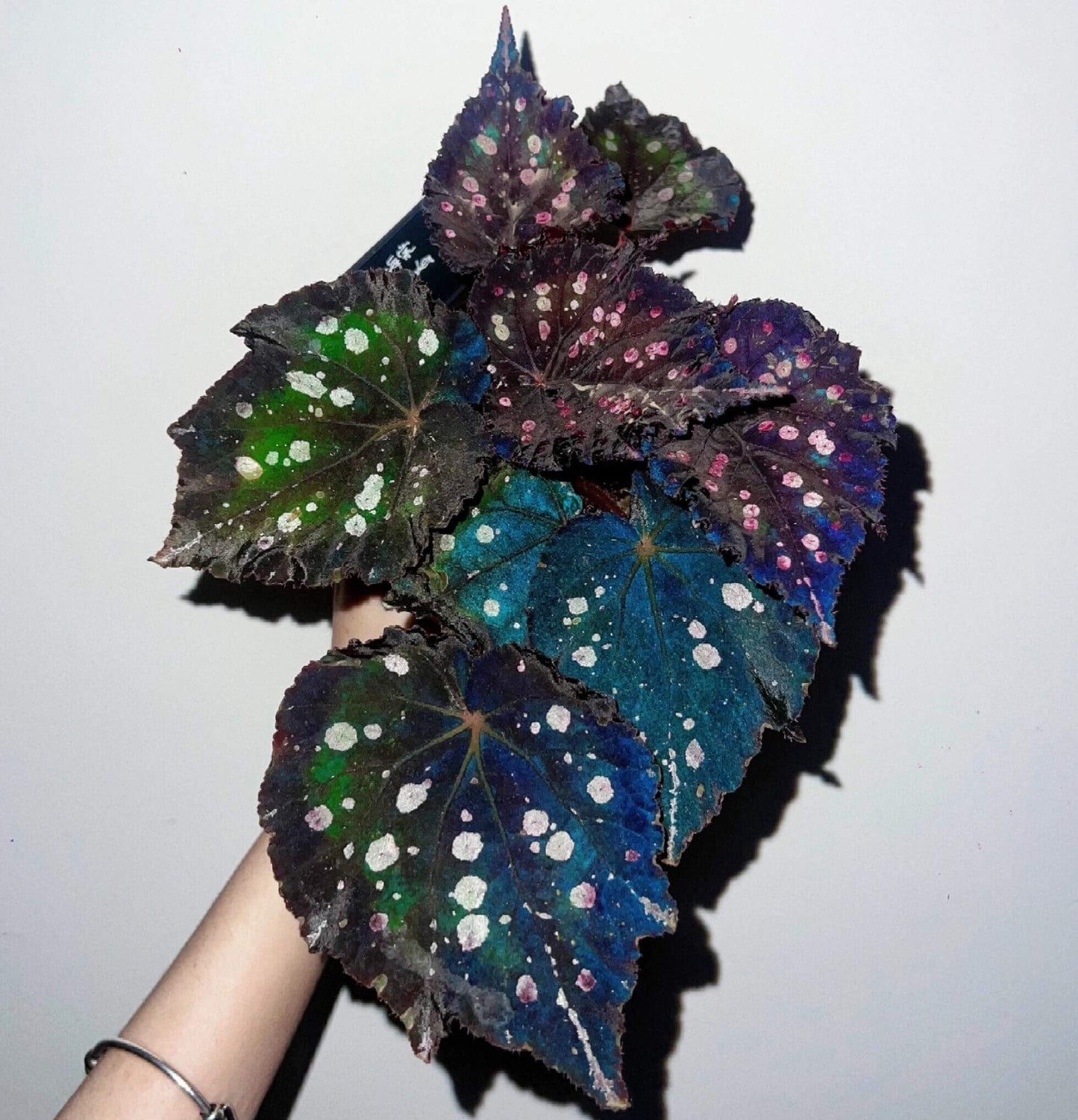 Begonia Mr. Garden is a captivating variety known for its dramatic and colorful foliage. The leaves feature a deep purple to dark green background, adorned with vibrant splotches in shades of pink, white, green, and blue. These markings give the leaves a speckled, almost painted appearance, creating a unique and eye-catching pattern. The edges are slightly serrated, and the leaves are rounded with prominent veins, adding to the plant’s ornamental beauty.