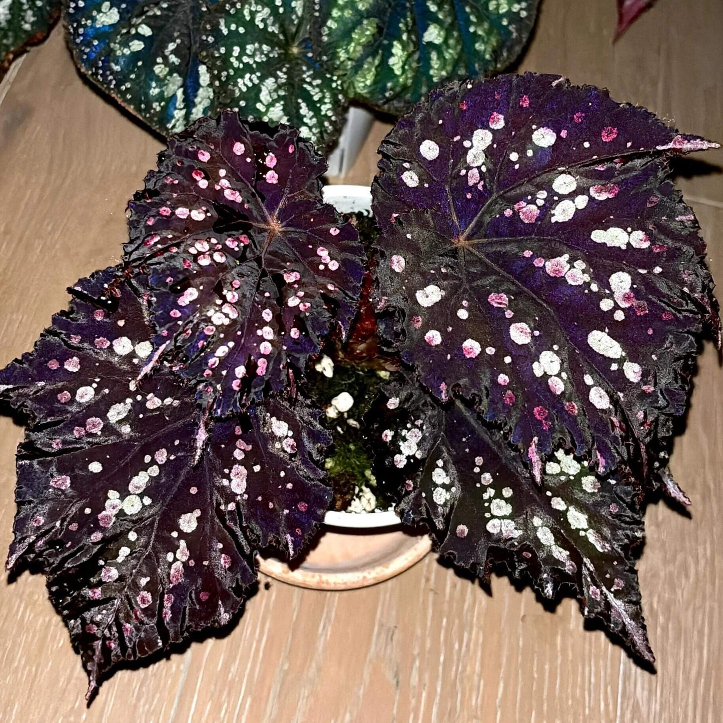 Begonia Mr. Garden is a captivating variety known for its dramatic and colorful foliage. The leaves feature a deep purple to dark green background, adorned with vibrant splotches in shades of pink, white, green, and blue. These markings give the leaves a speckled, almost painted appearance, creating a unique and eye-catching pattern. The edges are slightly serrated, and the leaves are rounded with prominent veins, adding to the plant’s ornamental beauty.