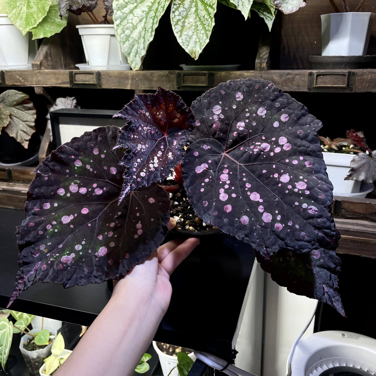 Begonia Mr. Garden is a captivating variety known for its dramatic and colorful foliage. The leaves feature a deep purple to dark green background, adorned with vibrant splotches in shades of pink, white, green, and blue. These markings give the leaves a speckled, almost painted appearance, creating a unique and eye-catching pattern. The edges are slightly serrated, and the leaves are rounded with prominent veins, adding to the plant’s ornamental beauty.