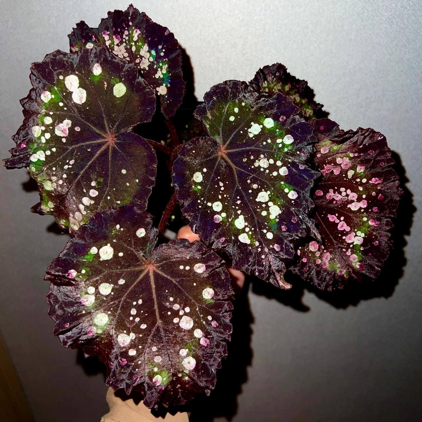 Begonia Mr. Garden is a captivating variety known for its dramatic and colorful foliage. The leaves feature a deep purple to dark green background, adorned with vibrant splotches in shades of pink, white, green, and blue. These markings give the leaves a speckled, almost painted appearance, creating a unique and eye-catching pattern. The edges are slightly serrated, and the leaves are rounded with prominent veins, adding to the plant’s ornamental beauty.