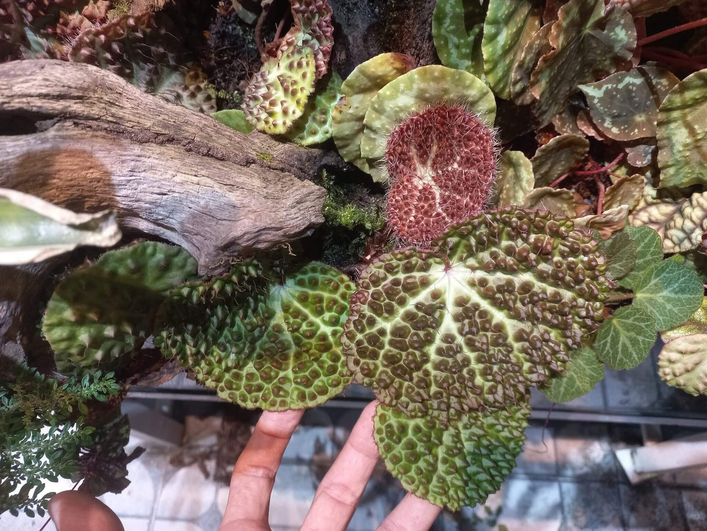 The Begonia nahangensis is a remarkable evergreen herbaceous plant native to the limestone mountains of Northern Vietnam and Southern China. This species is known for its distinctive appearance, featuring a unique texture on its leaves. The surface is densely covered with conical, black, tooth-like protrusions, giving it an intriguing tactile and visual appeal.