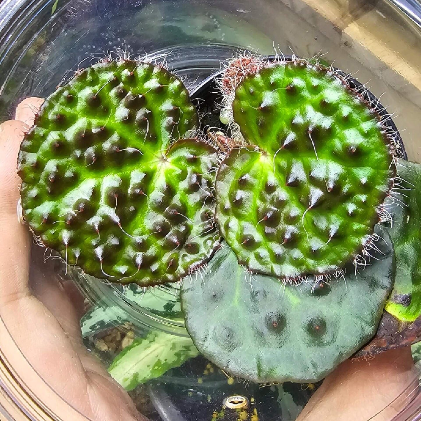 The Begonia nahangensis is a remarkable evergreen herbaceous plant native to the limestone mountains of Northern Vietnam and Southern China. This species is known for its distinctive appearance, featuring a unique texture on its leaves. The surface is densely covered with conical, black, tooth-like protrusions, giving it an intriguing tactile and visual appeal.