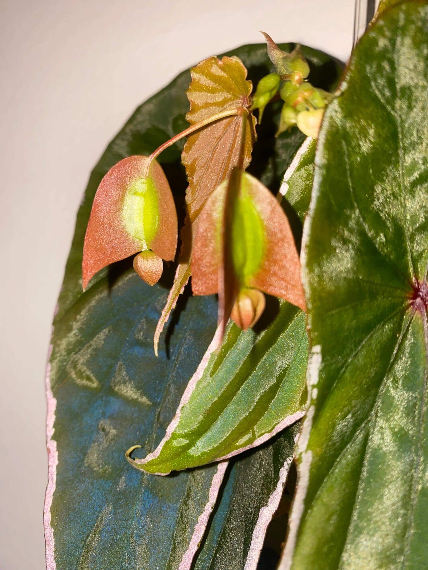 Begonia Nothobaramensis is a rare begonia from the upper Baram River in Borneo. With its unique leaf shape, silky texture, and sophisticated color palette, it shines among my begonia collection.