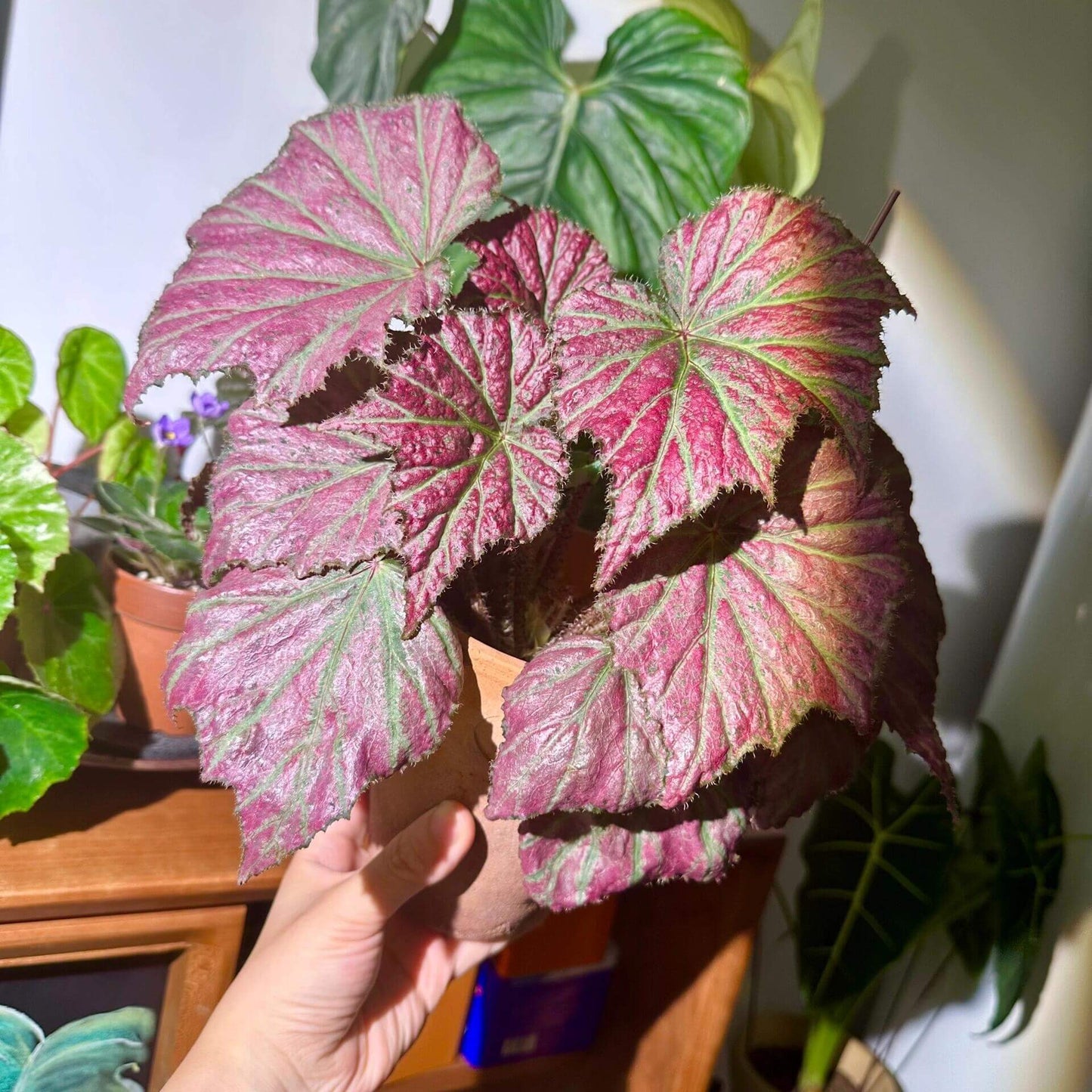 Begonia Party Girl is a hybrid begonia from Japan, known for its unique foliage and vibrant colors. The leaves are green, adorned with beautiful pink patches, creating a stunning contrast that adds energy and vitality to any plant collection. The leaves have a slightly fuzzy texture, giving them a soft, slightly rough feel, adding depth to the overall appearance.