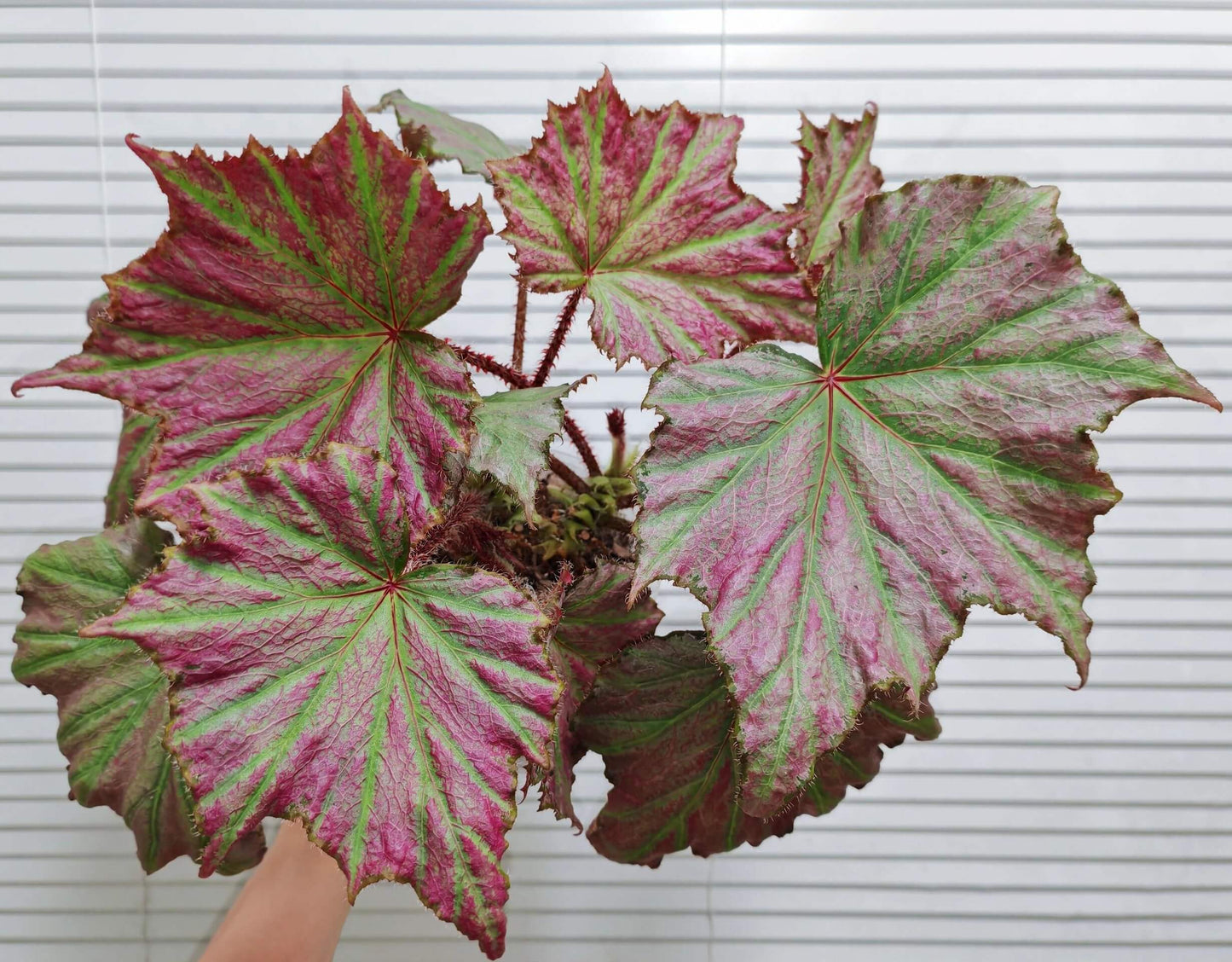 Begonia Party Girl is a hybrid begonia from Japan, known for its unique foliage and vibrant colors. The leaves are green, adorned with beautiful pink patches, creating a stunning contrast that adds energy and vitality to any plant collection. The leaves have a slightly fuzzy texture, giving them a soft, slightly rough feel, adding depth to the overall appearance.