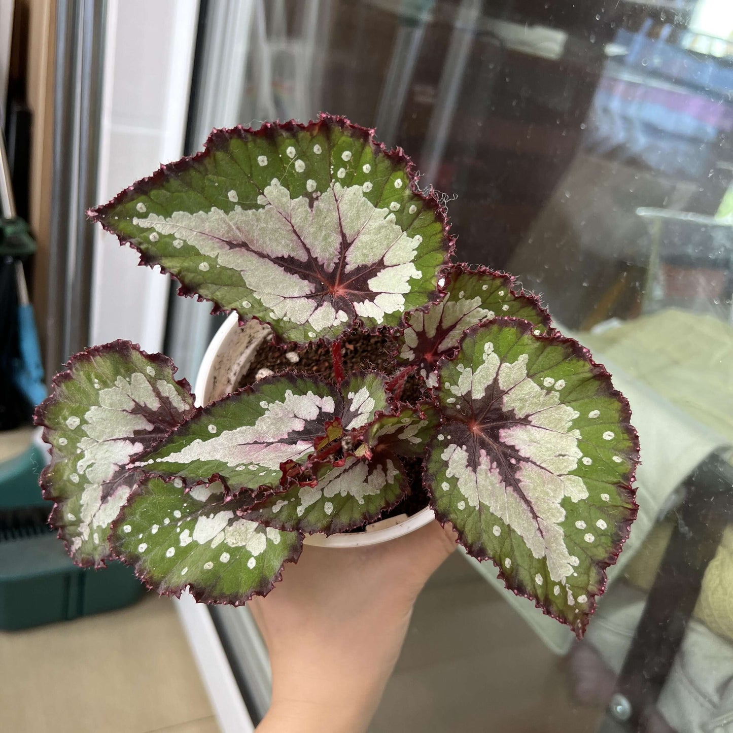 Begonia Peacock Emerald is a striking hybrid begonia cultivar admired for its vivid, color-shifting foliage. Its broad, heart-shaped leaves shimmer with silvery patches, deep emerald-green tones, and bold burgundy veins, creating a peacock-feather effect. Under low light, the leaves reveal a dazzling blue iridescence, adding another layer of beauty to this ornamental plant.