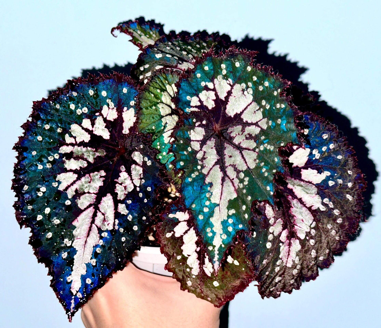 Begonia Peacock Emerald is a striking hybrid begonia cultivar admired for its vivid, color-shifting foliage. Its broad, heart-shaped leaves shimmer with silvery patches, deep emerald-green tones, and bold burgundy veins, creating a peacock-feather effect. Under low light, the leaves reveal a dazzling blue iridescence, adding another layer of beauty to this ornamental plant.