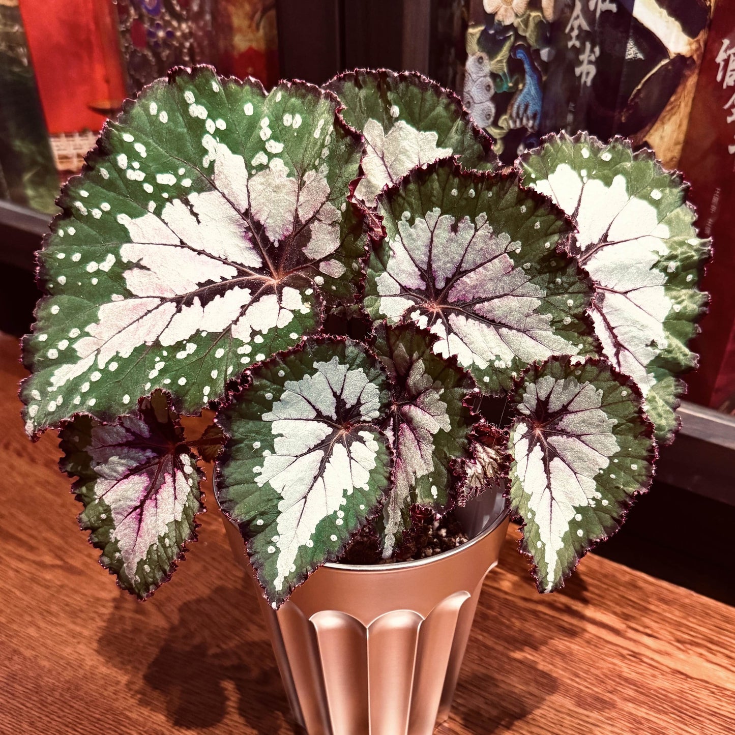 Begonia Peacock Emerald is a striking hybrid begonia cultivar admired for its vivid, color-shifting foliage. Its broad, heart-shaped leaves shimmer with silvery patches, deep emerald-green tones, and bold burgundy veins, creating a peacock-feather effect. Under low light, the leaves reveal a dazzling blue iridescence, adding another layer of beauty to this ornamental plant.