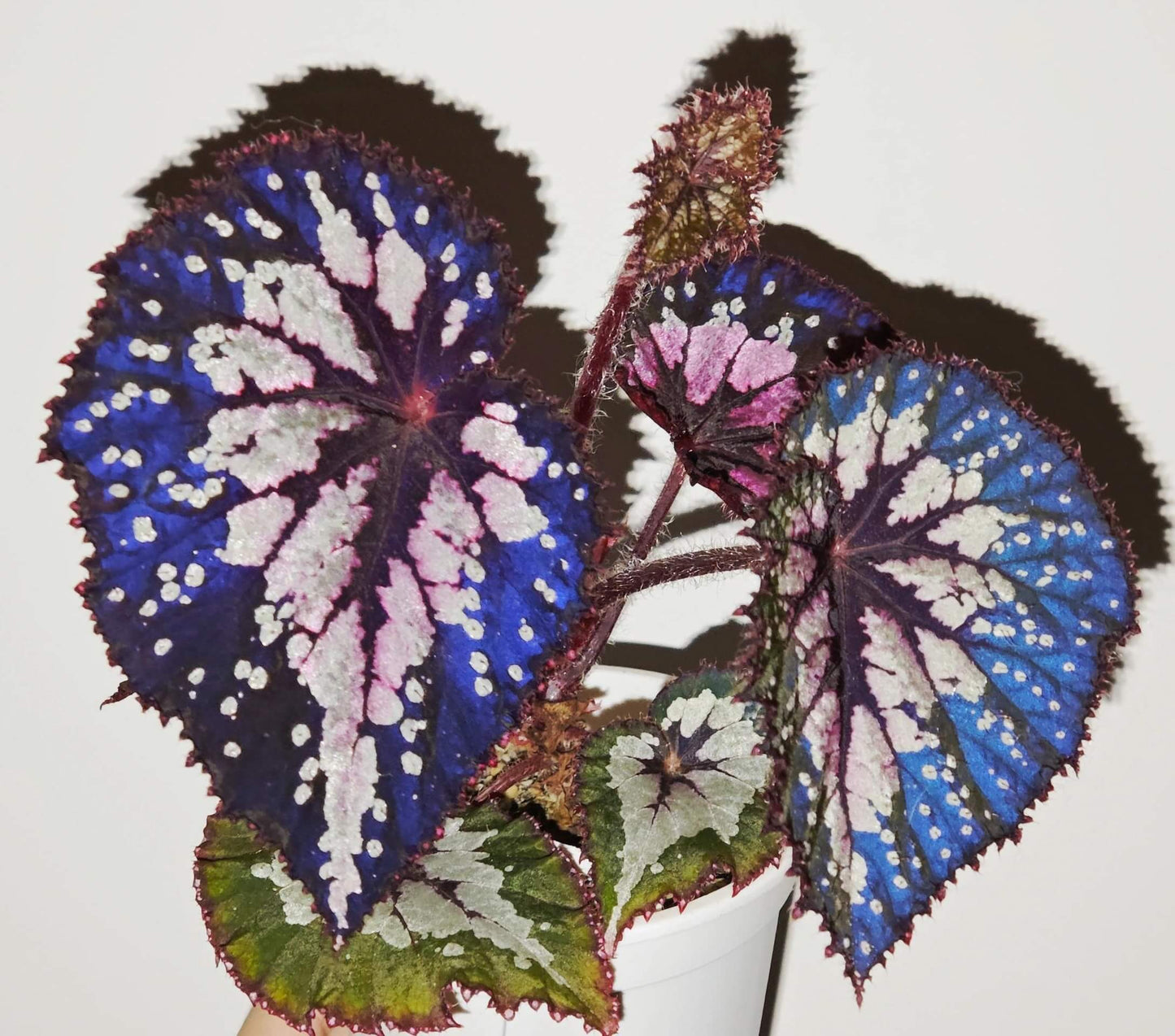 Begonia Peacock Emerald is a striking hybrid begonia cultivar admired for its vivid, color-shifting foliage. Its broad, heart-shaped leaves shimmer with silvery patches, deep emerald-green tones, and bold burgundy veins, creating a peacock-feather effect. Under low light, the leaves reveal a dazzling blue iridescence, adding another layer of beauty to this ornamental plant.