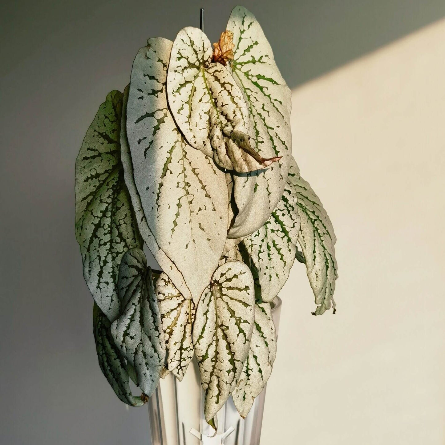 Begonia Pear Blossom is a truly captivating hybrid begonia, admired for its nearly pure-white foliage. The soft green base of each leaf is almost completely covered in delicate white speckles, leaving only the elegant green veins visible—like fine brushstrokes on a white canvas. The result is a plant that looks both striking and sophisticated.