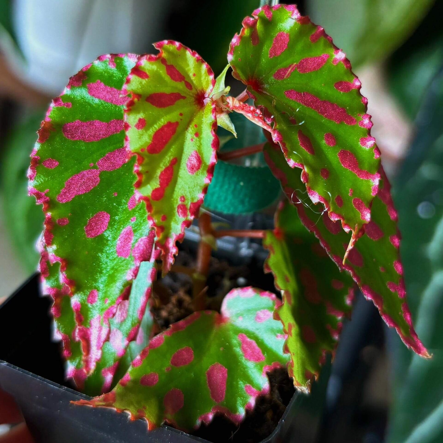 Begonia Pink Lava stands out with its dazzling leaf colors and distinctive texture. The dark green leaves are beautifully patterned with scattered bright pink dots, while a vivid pink border outlines the edges, creating an effect reminiscent of flowing, fiery lava. This striking appearance, combined with its specific cultivation needs, makes it an ideal choice for experienced plant enthusiasts.
