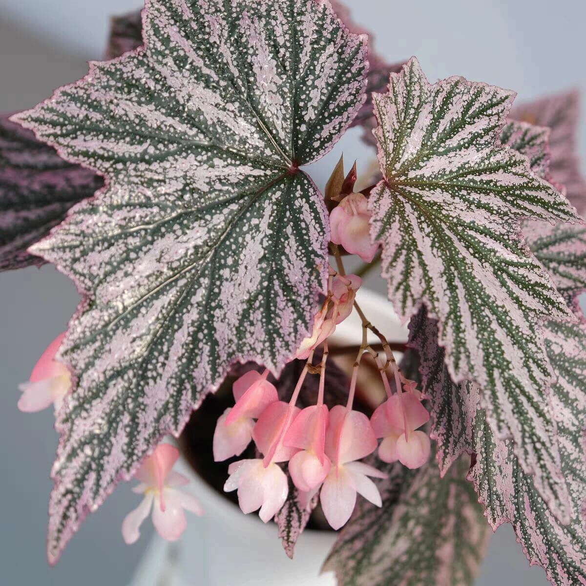 The Begonia Pink Minx is a captivating and unique variety of begonia, known for its striking foliage and vibrant pink flowers. This cultivar combines the beauty of deeply lobed green leaves, adorned with silver-pink splashes, creating a dazzling contrast. With its easy care and attractive blooms, the Begonia Pink Minx is the perfect addition to any indoor garden.