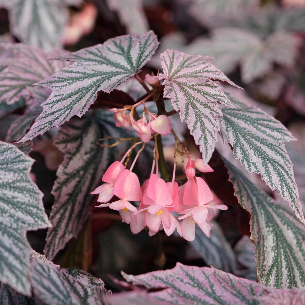 The Begonia Pink Minx is a captivating and unique variety of begonia, known for its striking foliage and vibrant pink flowers. This cultivar combines the beauty of deeply lobed green leaves, adorned with silver-pink splashes, creating a dazzling contrast. With its easy care and attractive blooms, the Begonia Pink Minx is the perfect addition to any indoor garden.