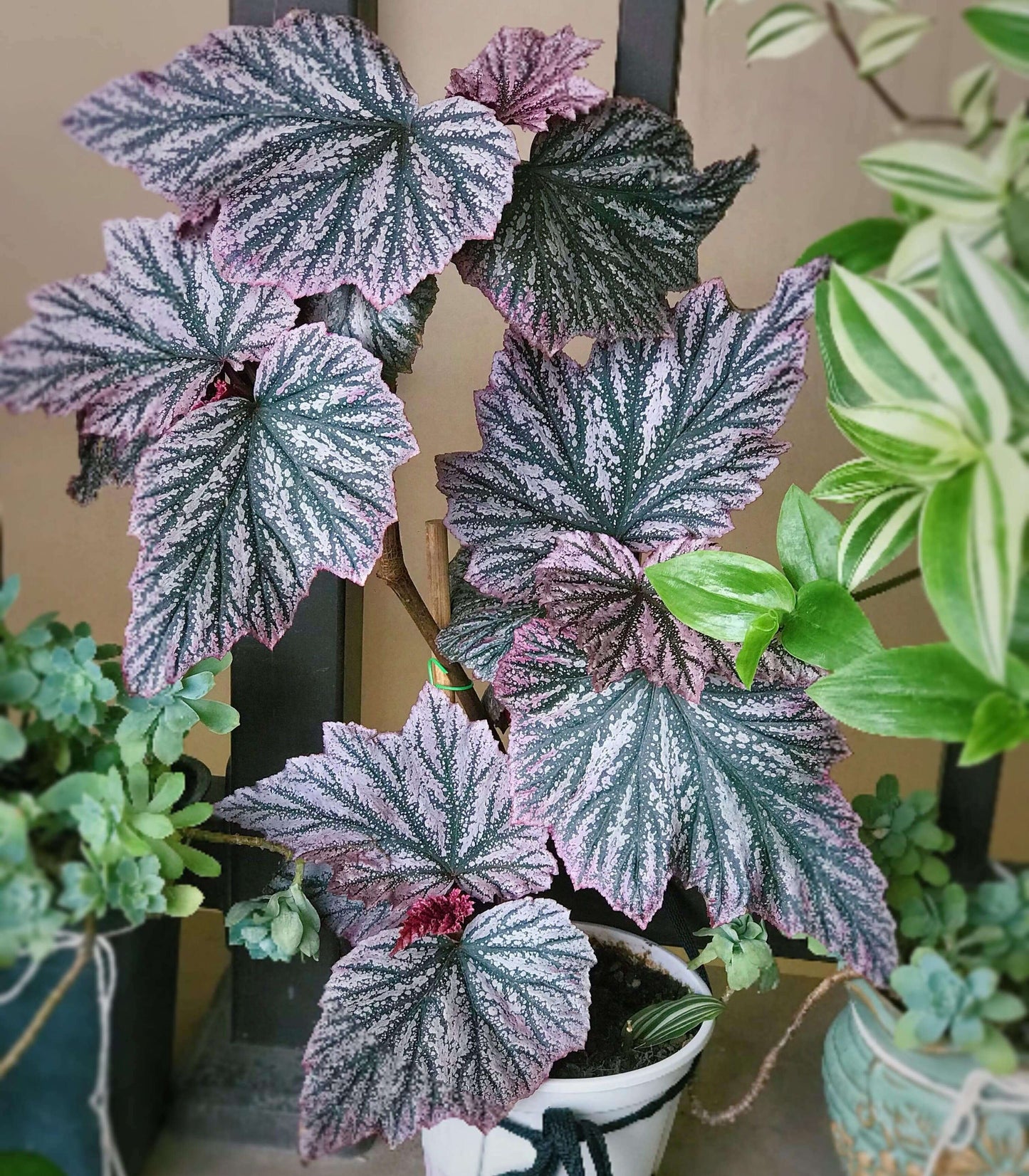 The Begonia Pink Minx is a captivating and unique variety of begonia, known for its striking foliage and vibrant pink flowers. This cultivar combines the beauty of deeply lobed green leaves, adorned with silver-pink splashes, creating a dazzling contrast. With its easy care and attractive blooms, the Begonia Pink Minx is the perfect addition to any indoor garden.