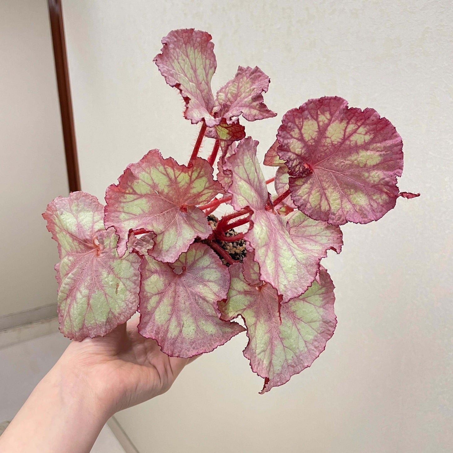 The Begonia Pink Panther is a stunning, decorative-leaf variety of begonia, developed for its beautiful pink-silver rounded leaves with distinct grey veins. This plant adds a touch of elegance to any indoor space. The leaves curl at the base, giving it a shell-like appearance, making it a standout in your home or office.
