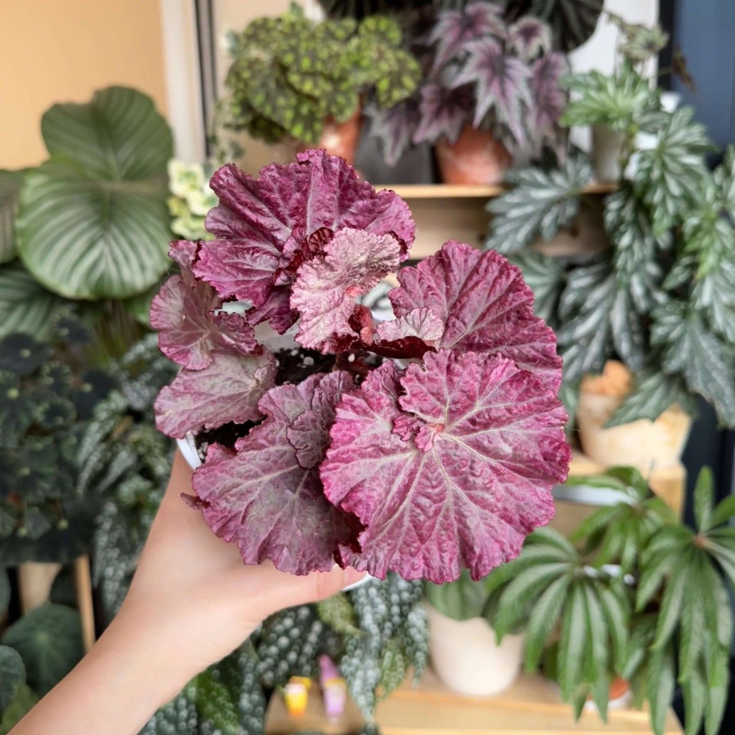 The Begonia Pink Panther is a stunning, decorative-leaf variety of begonia, developed for its beautiful pink-silver rounded leaves with distinct grey veins. This plant adds a touch of elegance to any indoor space. The leaves curl at the base, giving it a shell-like appearance, making it a standout in your home or office.