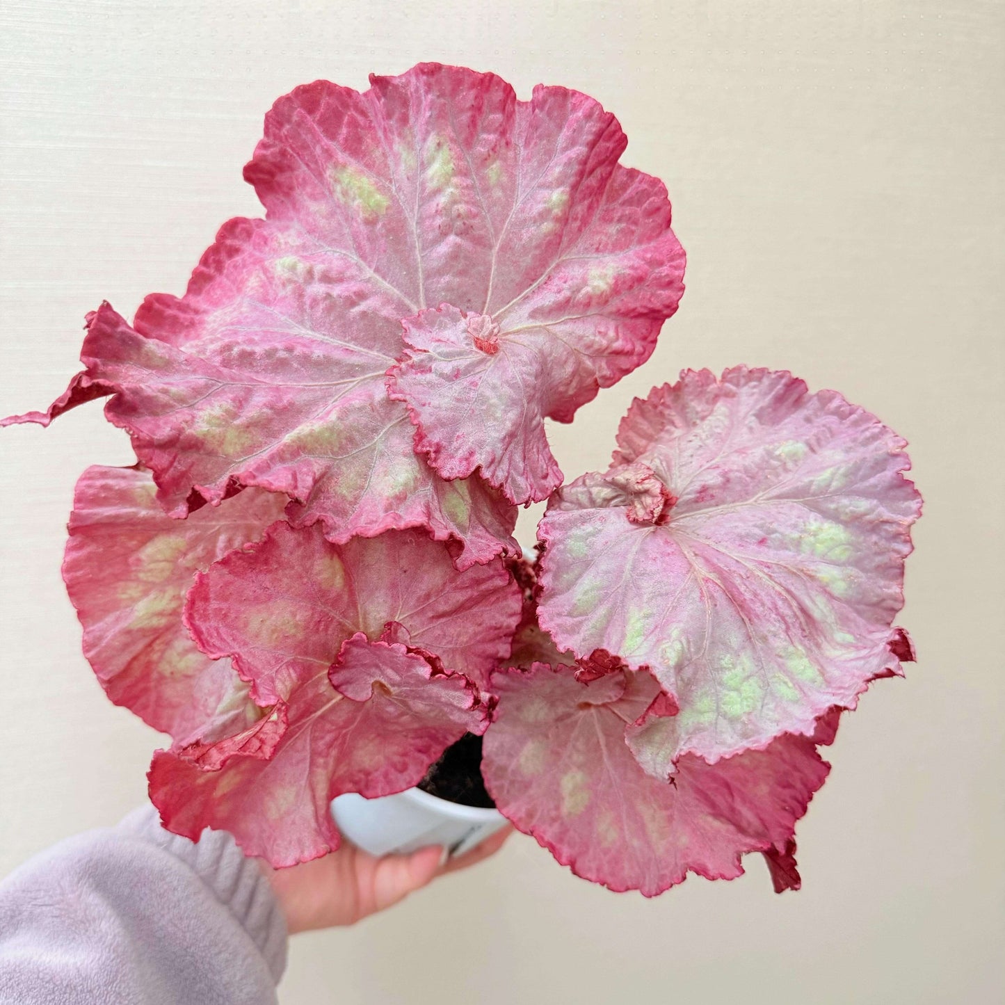 The Begonia Pink Panther is a stunning, decorative-leaf variety of begonia, developed for its beautiful pink-silver rounded leaves with distinct grey veins. This plant adds a touch of elegance to any indoor space. The leaves curl at the base, giving it a shell-like appearance, making it a standout in your home or office.