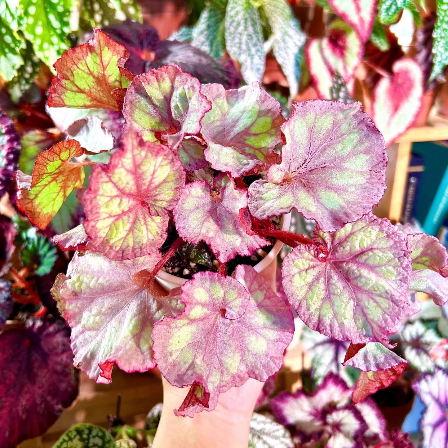 The Begonia Pink Panther is a stunning, decorative-leaf variety of begonia, developed for its beautiful pink-silver rounded leaves with distinct grey veins. This plant adds a touch of elegance to any indoor space. The leaves curl at the base, giving it a shell-like appearance, making it a standout in your home or office.