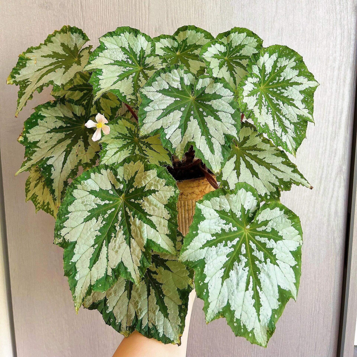 The Begonia Plant Bird boasts large, distinctive leaves with bold, eye-catching patterns. The leaves are a rich green with a notable silver-white sheen on the surface, creating a stunning contrast. The overall shape of the leaves resembles that of a rounded maple leaf. In low-light environments, the green parts of the leaves display a fluorescent reaction, adding a dynamic touch.