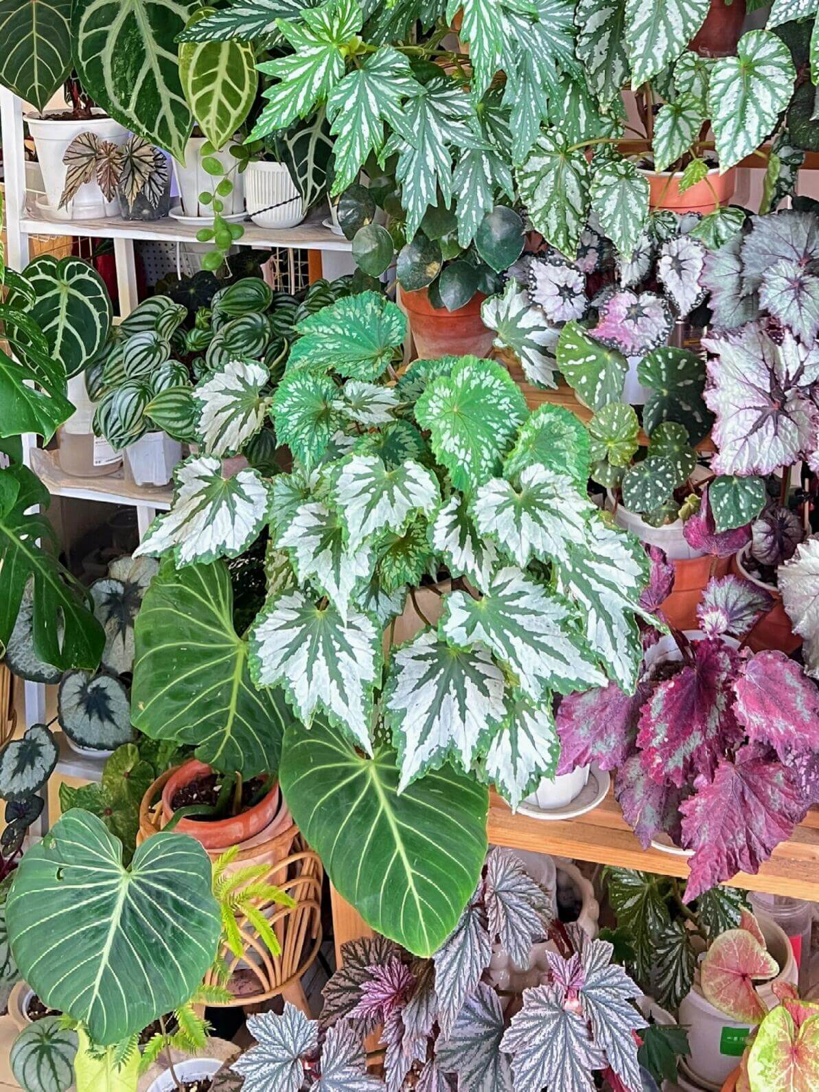 The Begonia Plant Bird boasts large, distinctive leaves with bold, eye-catching patterns. The leaves are a rich green with a notable silver-white sheen on the surface, creating a stunning contrast. The overall shape of the leaves resembles that of a rounded maple leaf. In low-light environments, the green parts of the leaves display a fluorescent reaction, adding a dynamic touch.
